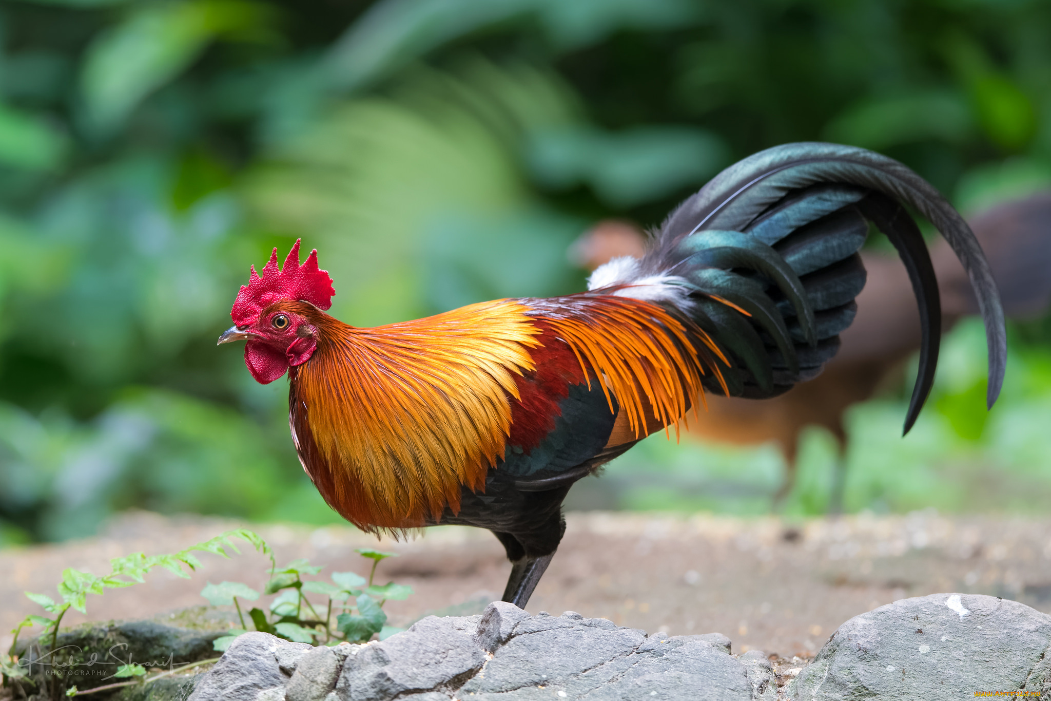 животные, куры, , петухи, птичка