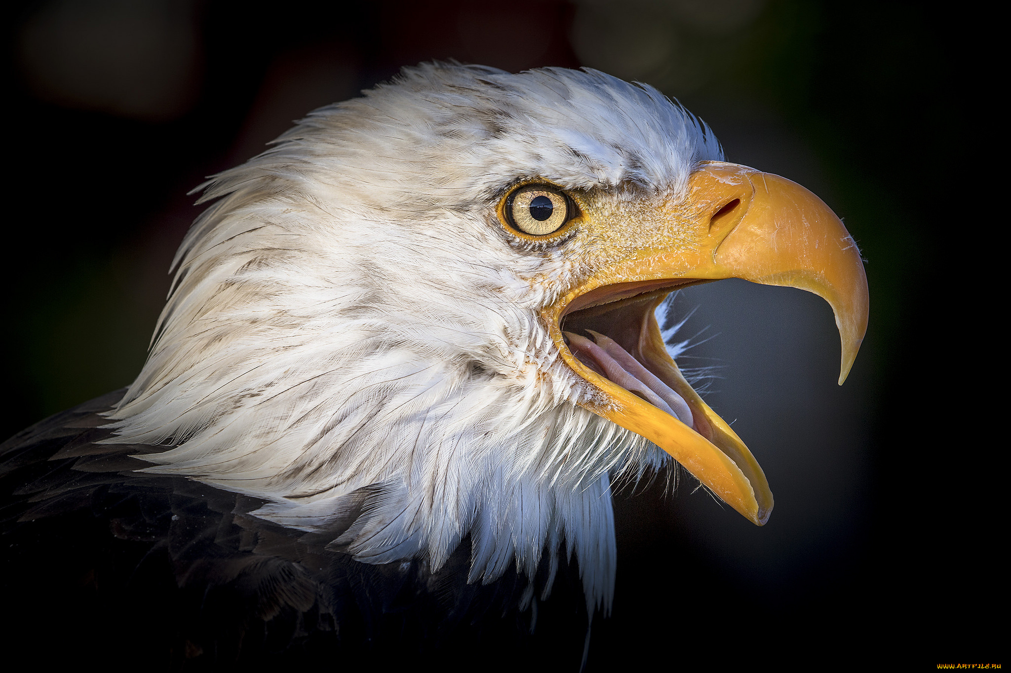 животные, птицы, -, хищники, птичка