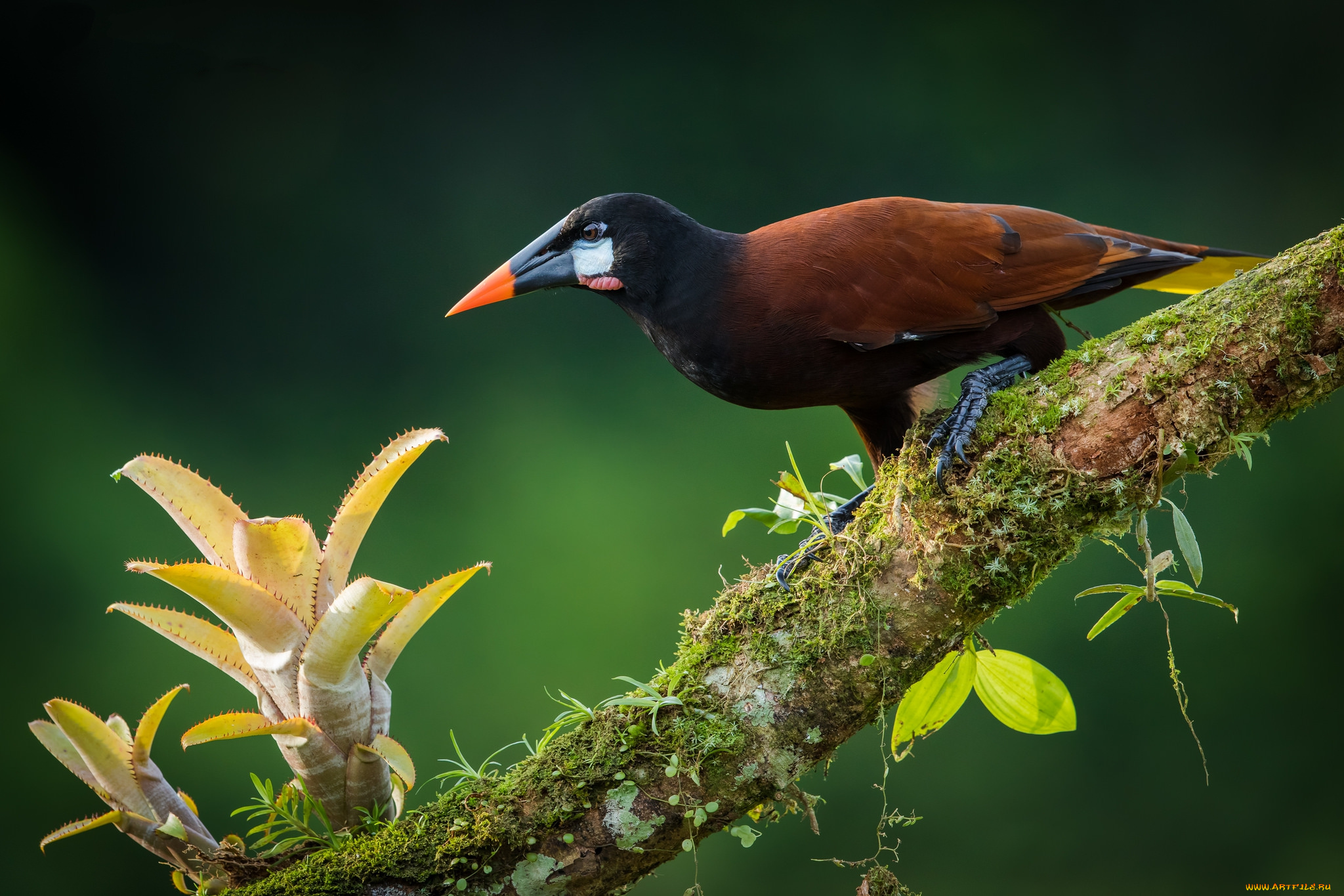 животные, птицы, птичка