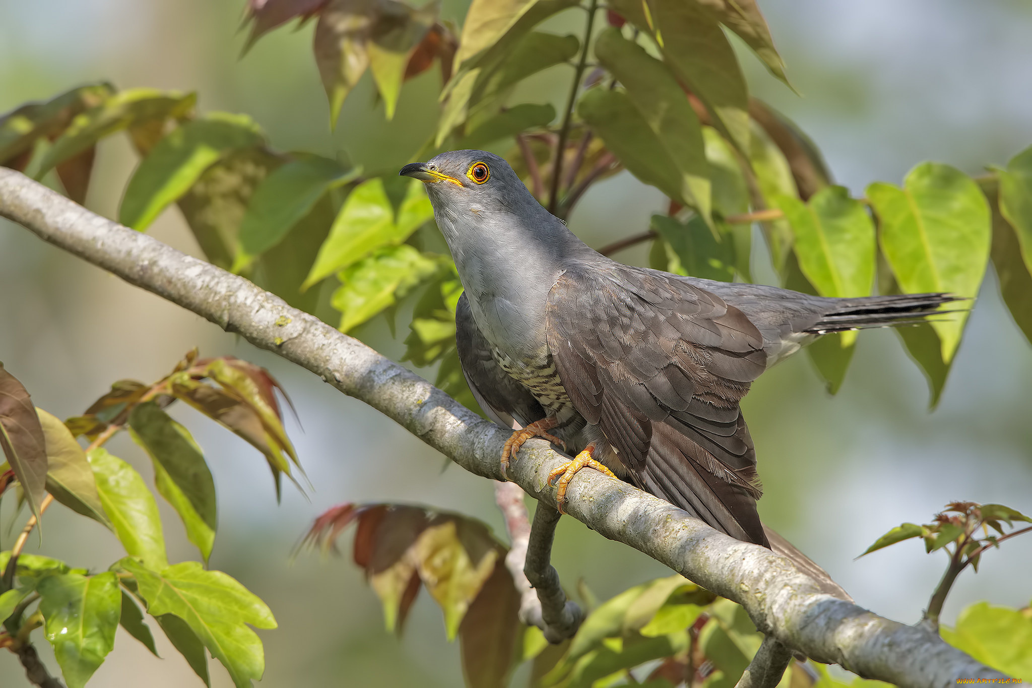 животные, птицы, птичка
