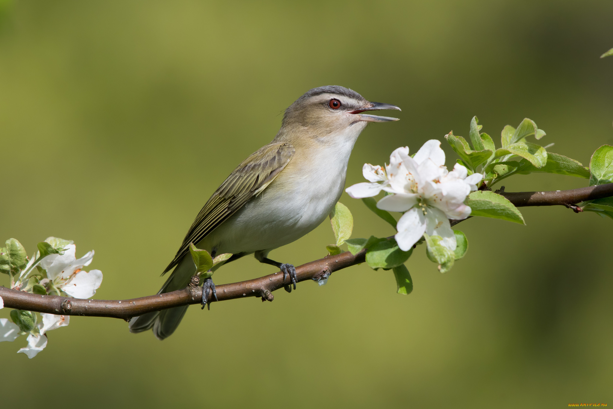 животные, птицы, птичка