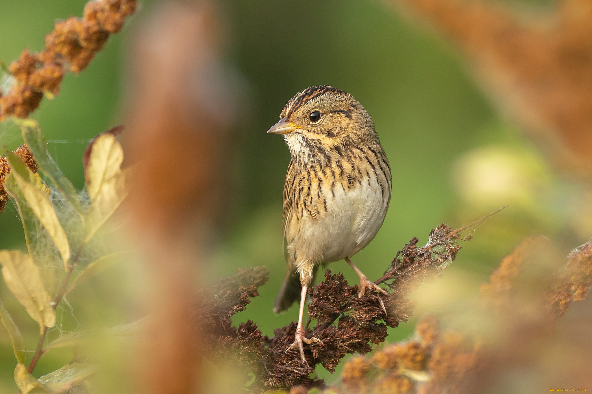 животные, птицы, птичка