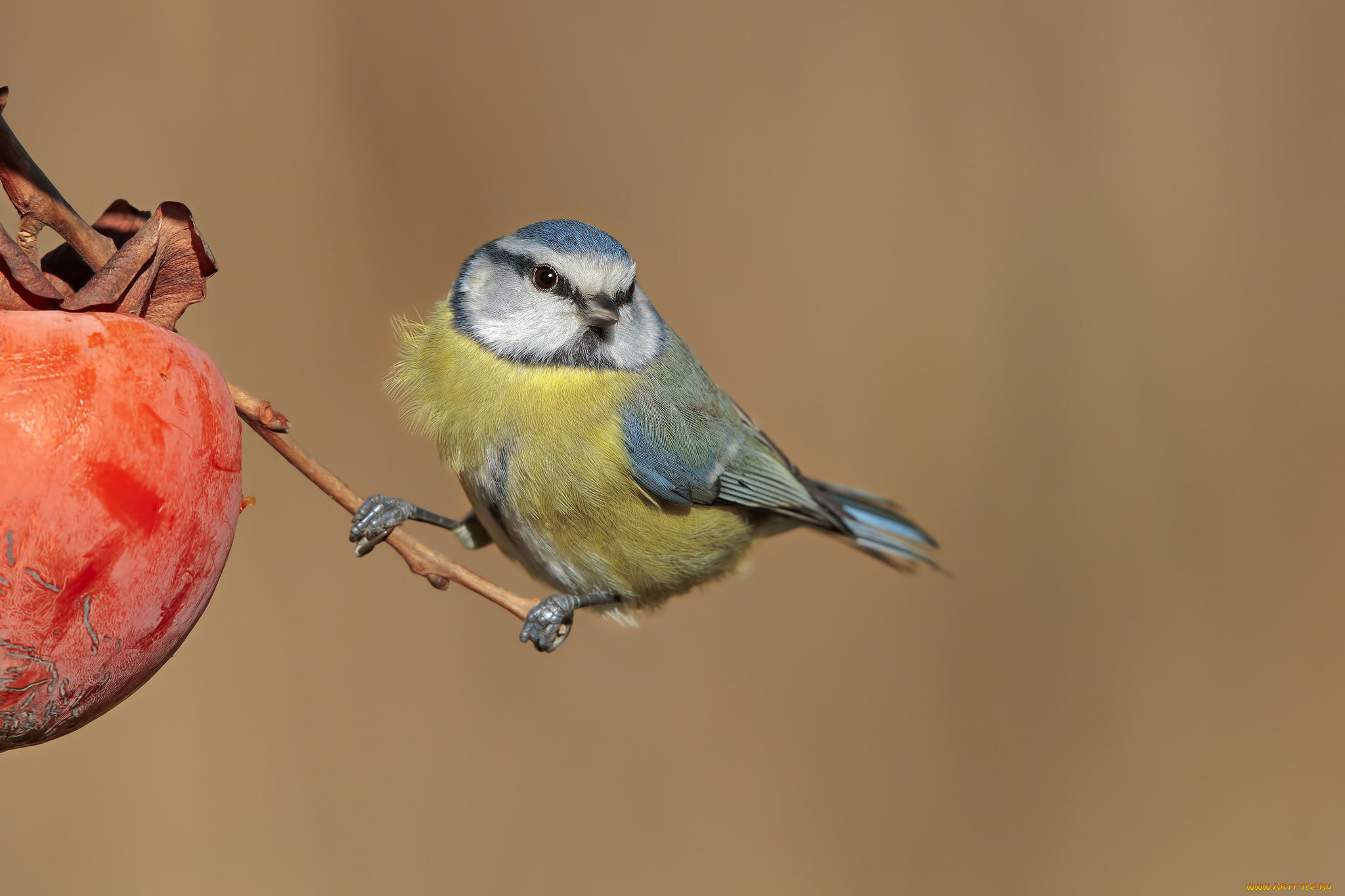 животные, синицы, , лазоревки, птичка