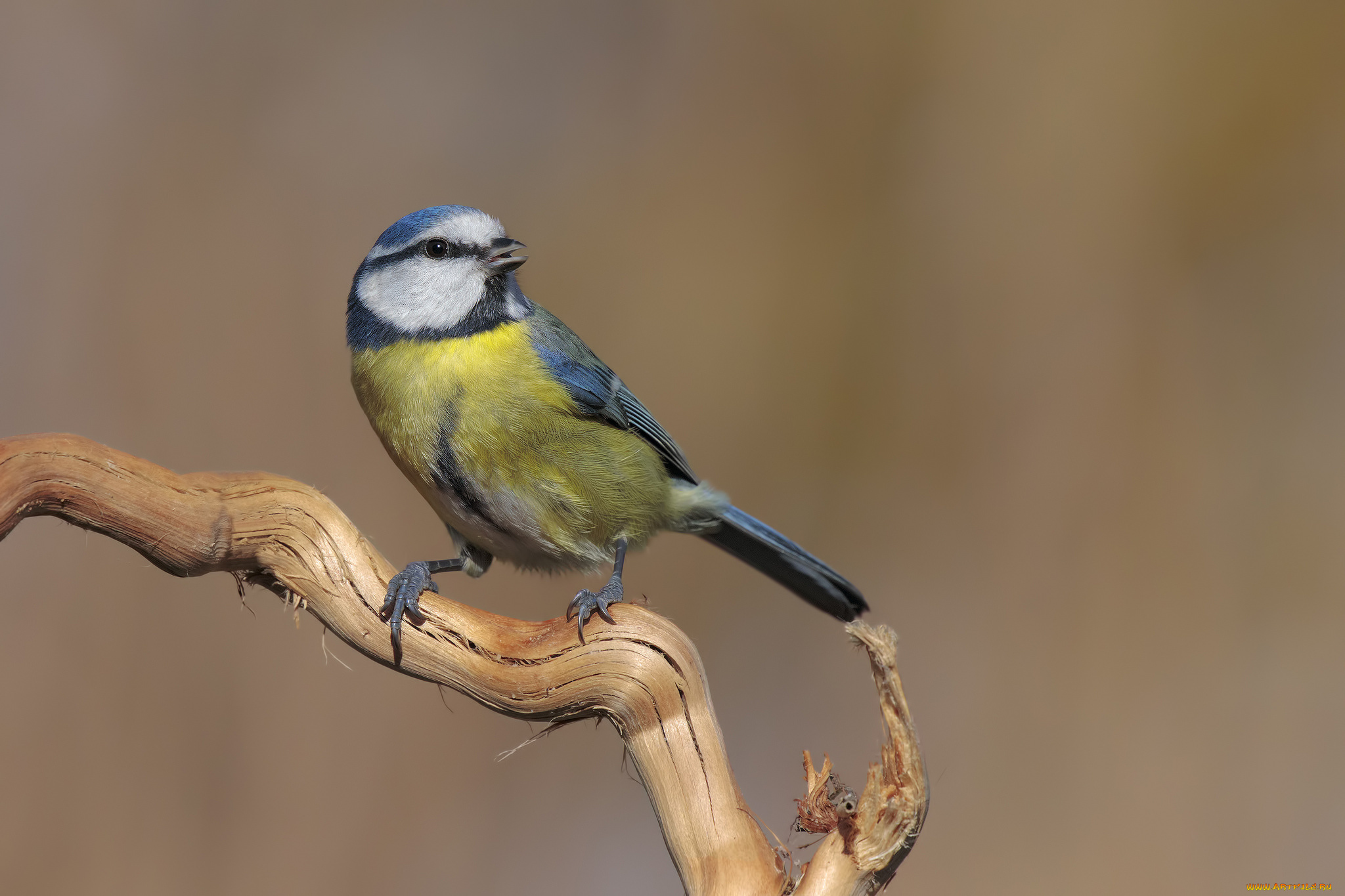 животные, синицы, , лазоревки, птичка