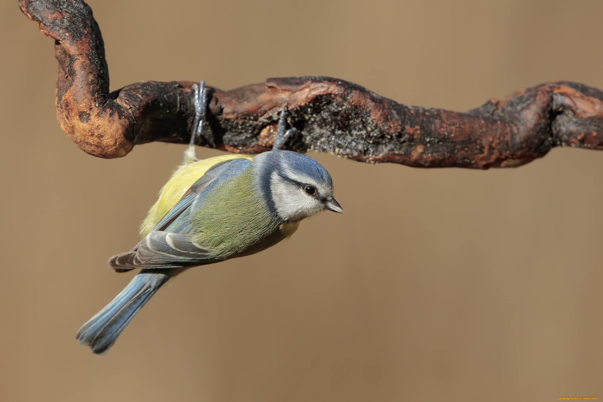 животные, синицы, , лазоревки, птичка