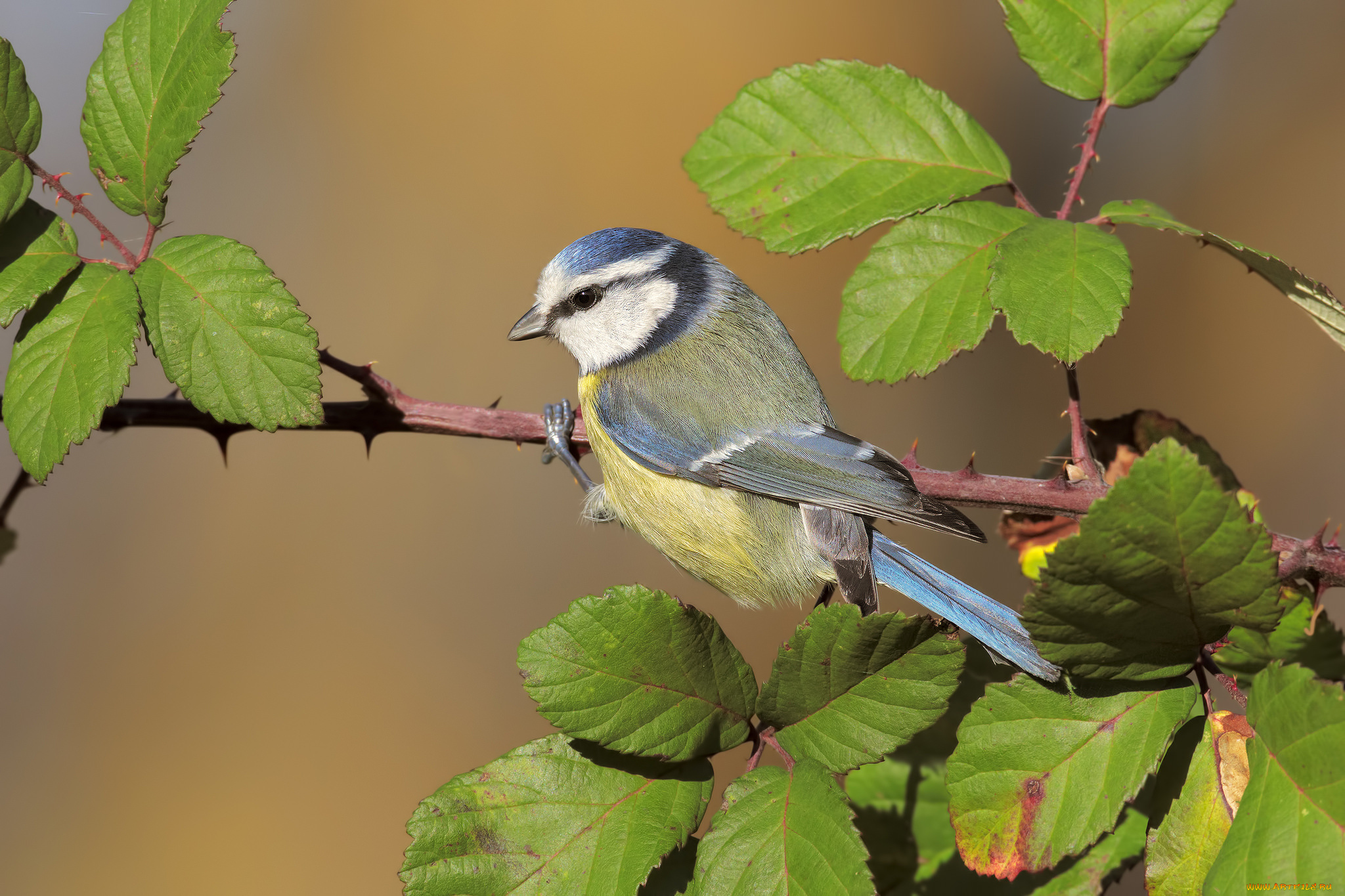 животные, синицы, , лазоревки, птичка