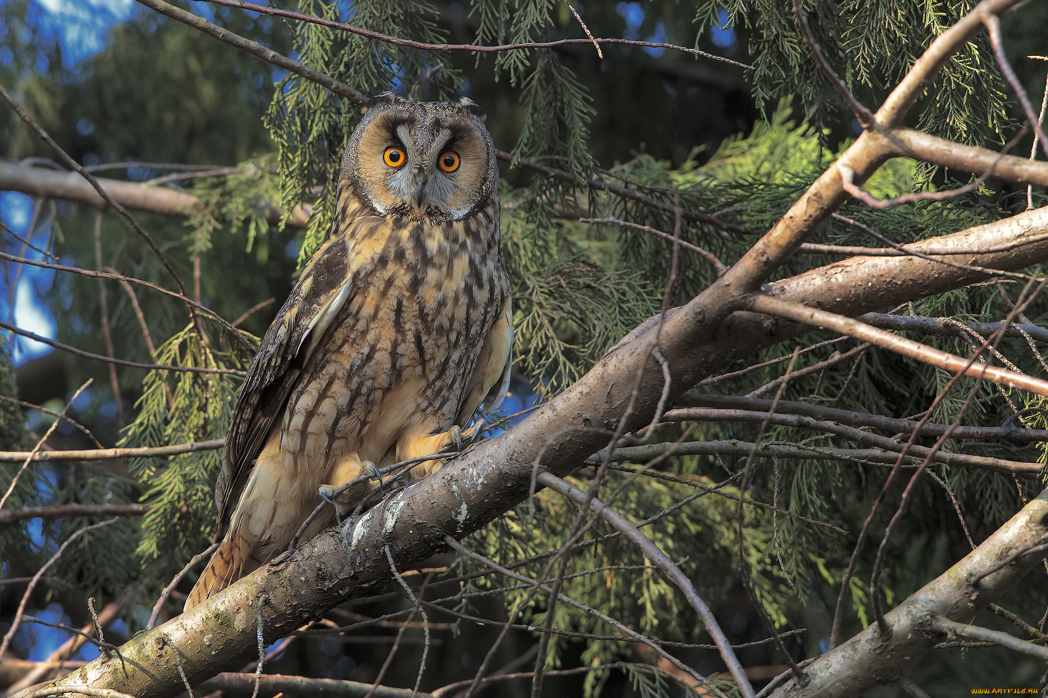 животные, совы, птичка