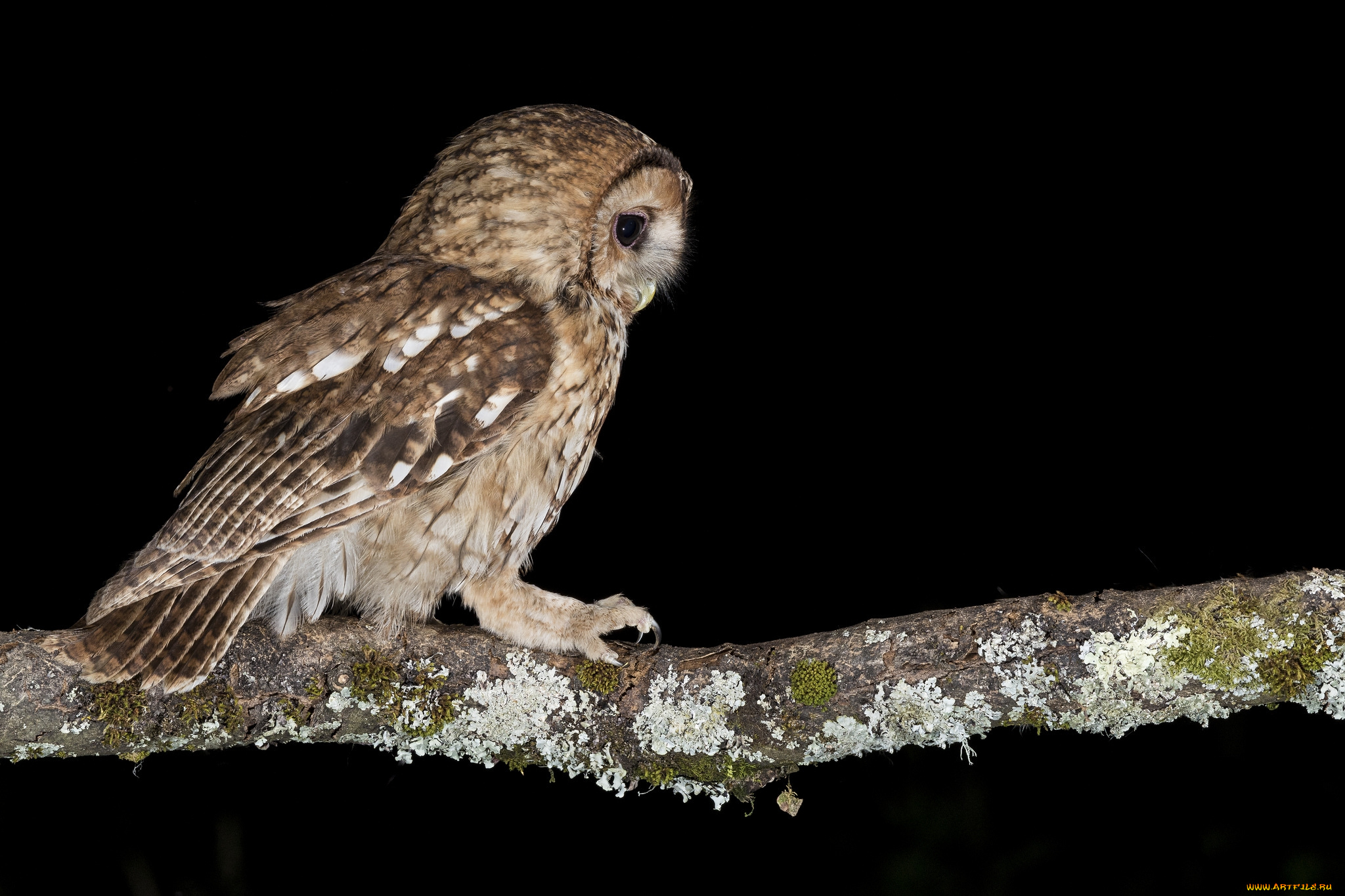 животные, совы, птичка