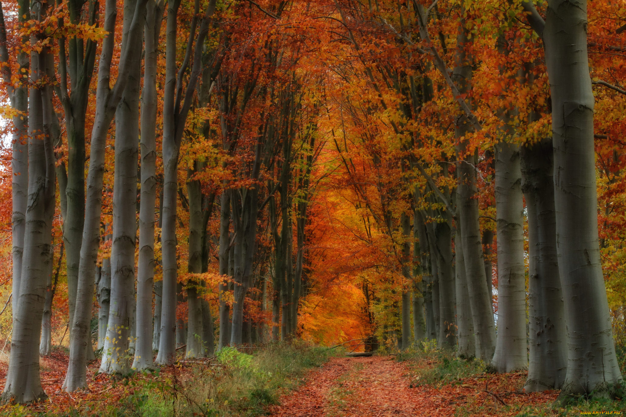 природа, парк, простор