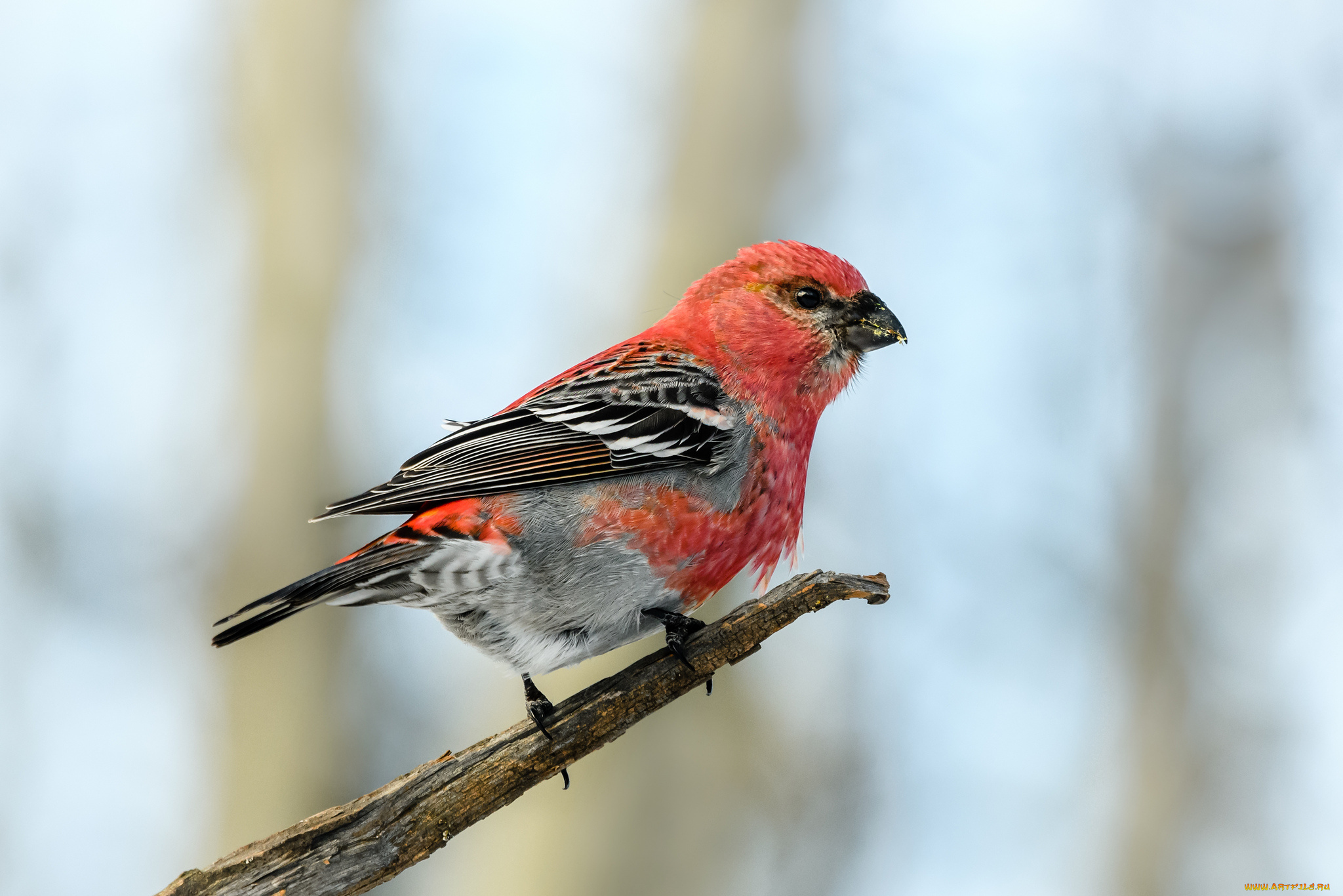 животные, птицы, птичка