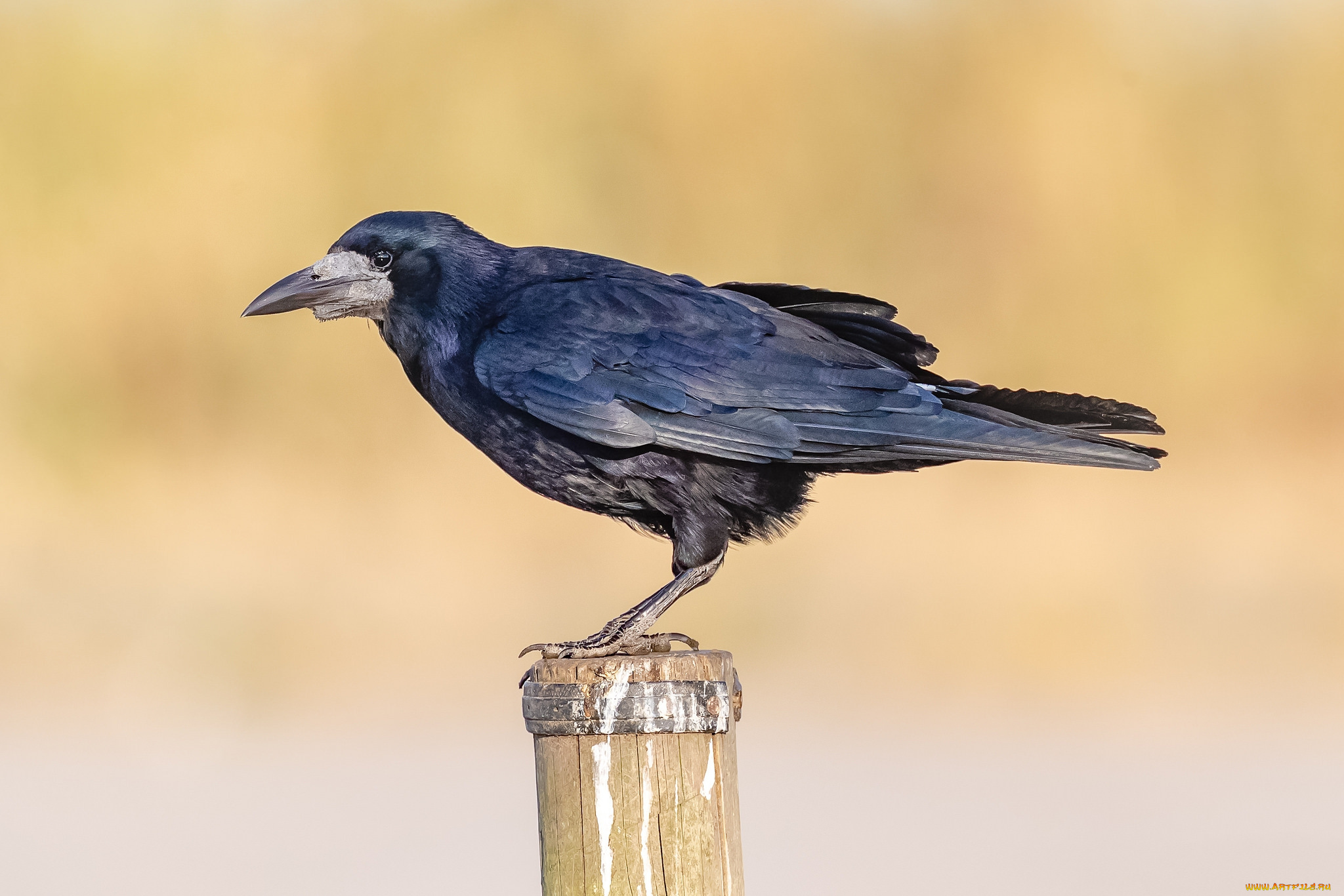 животные, вороны, , грачи, , галки, птичка