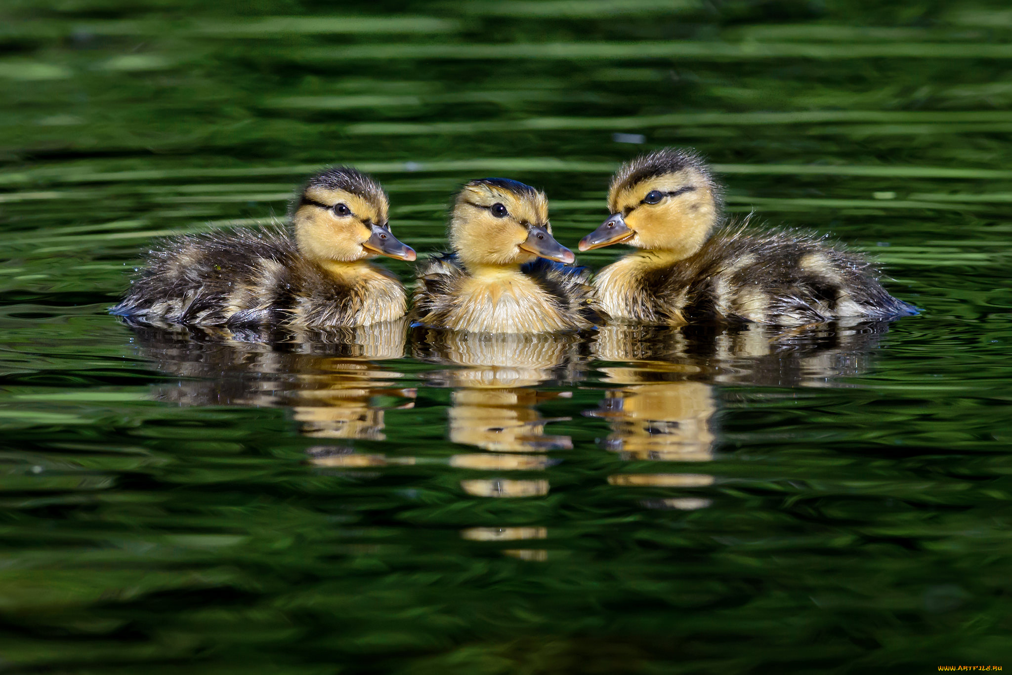 животные, утки, птичка