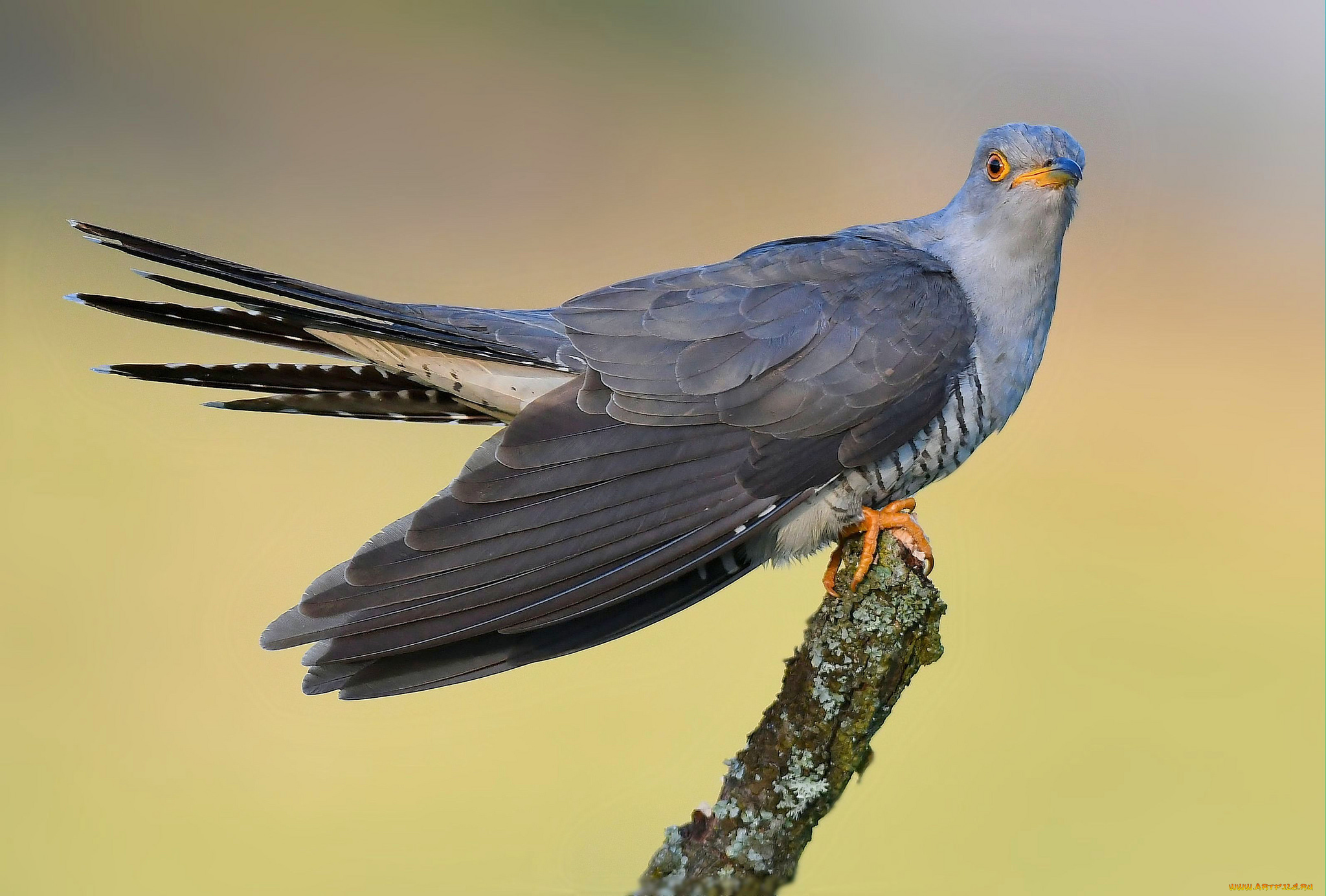 животные, птицы, птичка