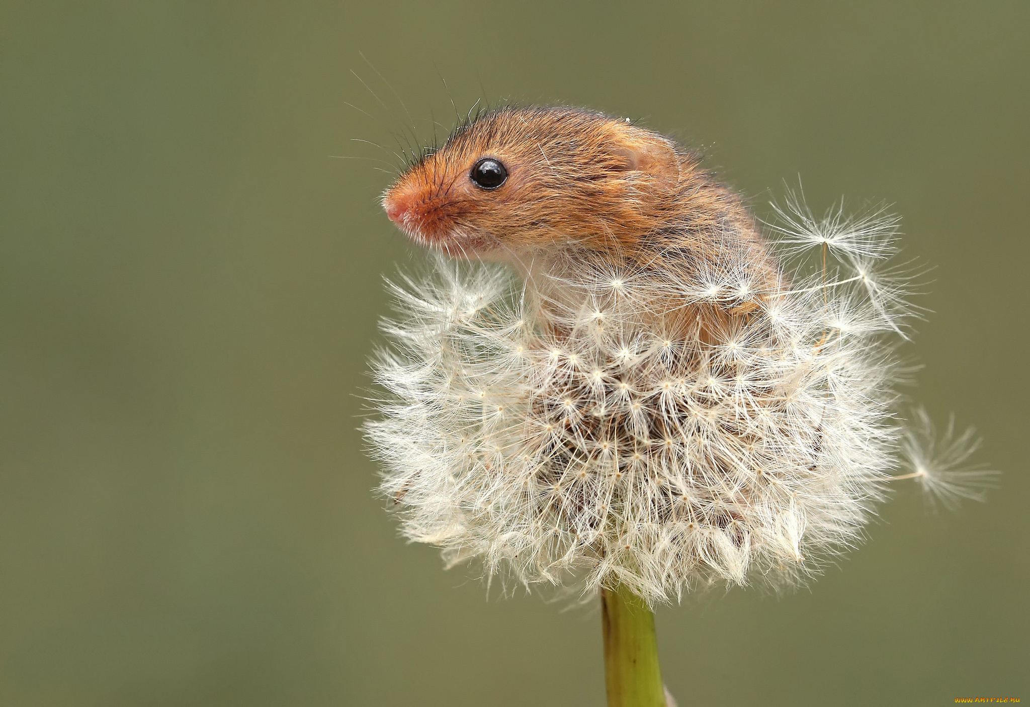 животные, крысы, , мыши, мышка