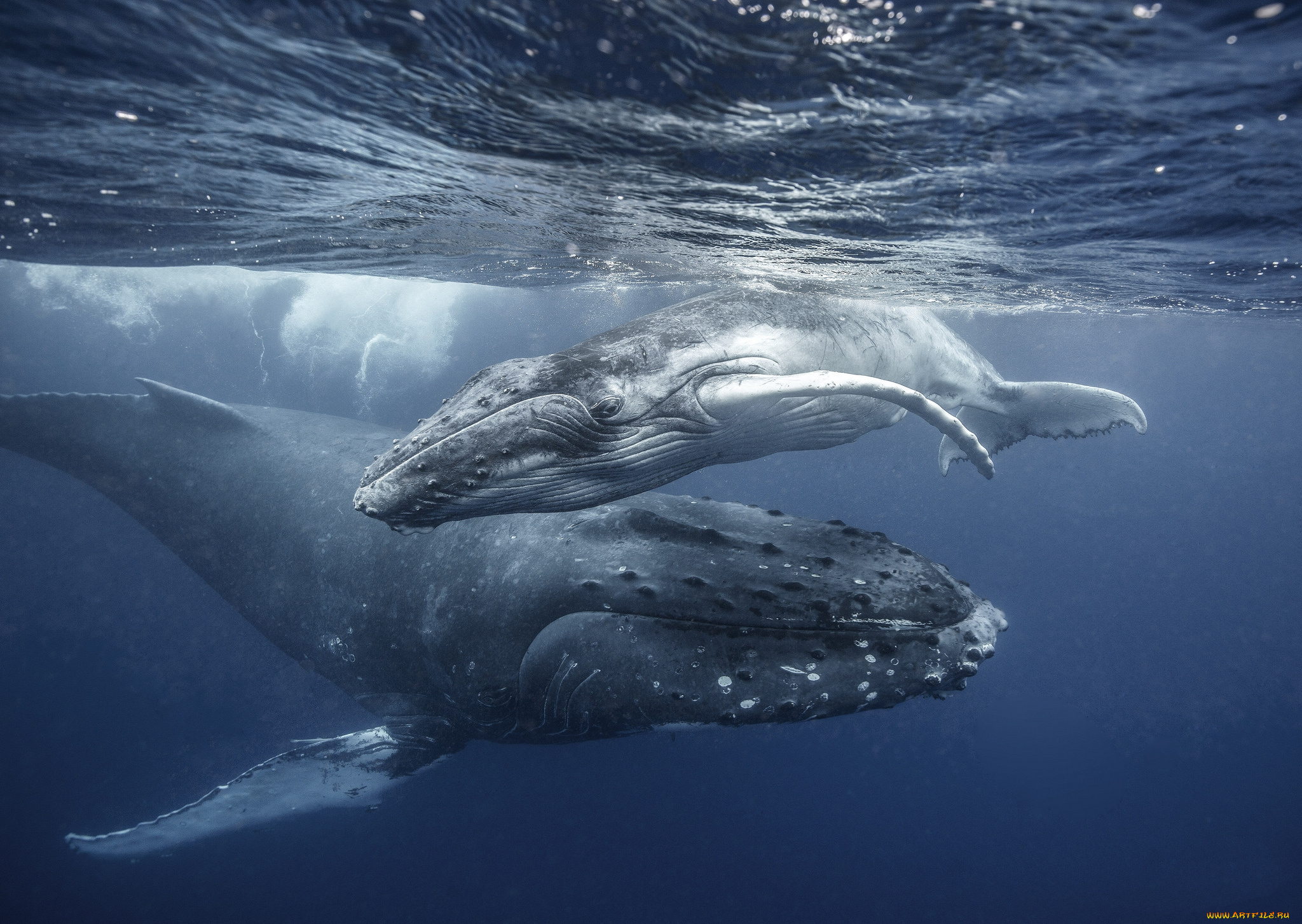 животные, киты, , кашалоты, океан