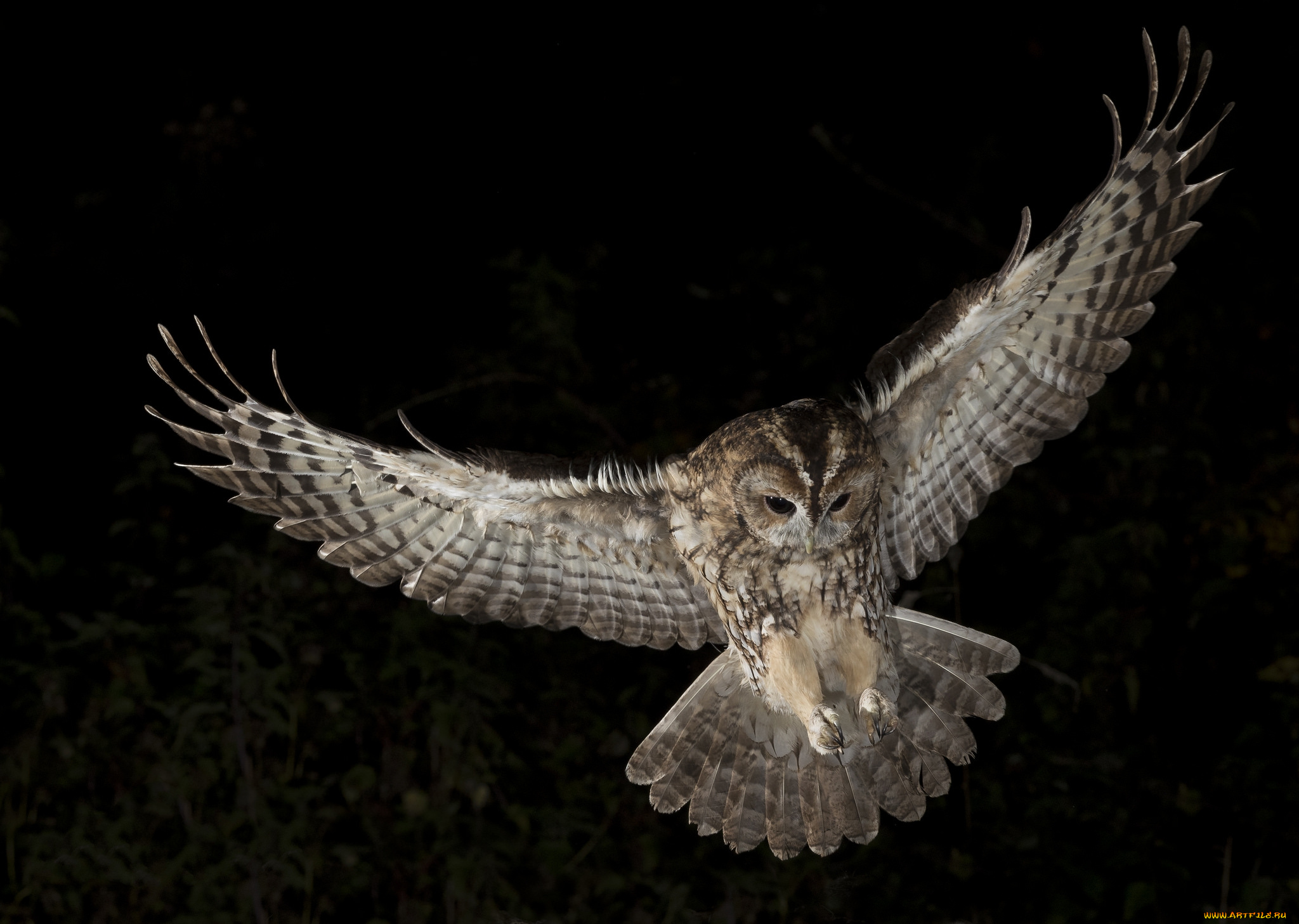 животные, совы, птичка