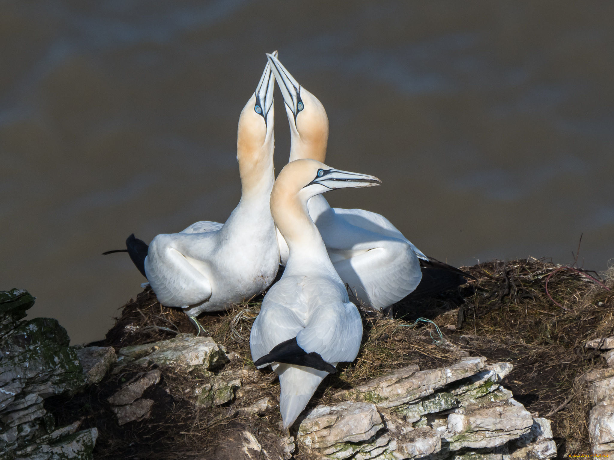 животные, олуши, птичка
