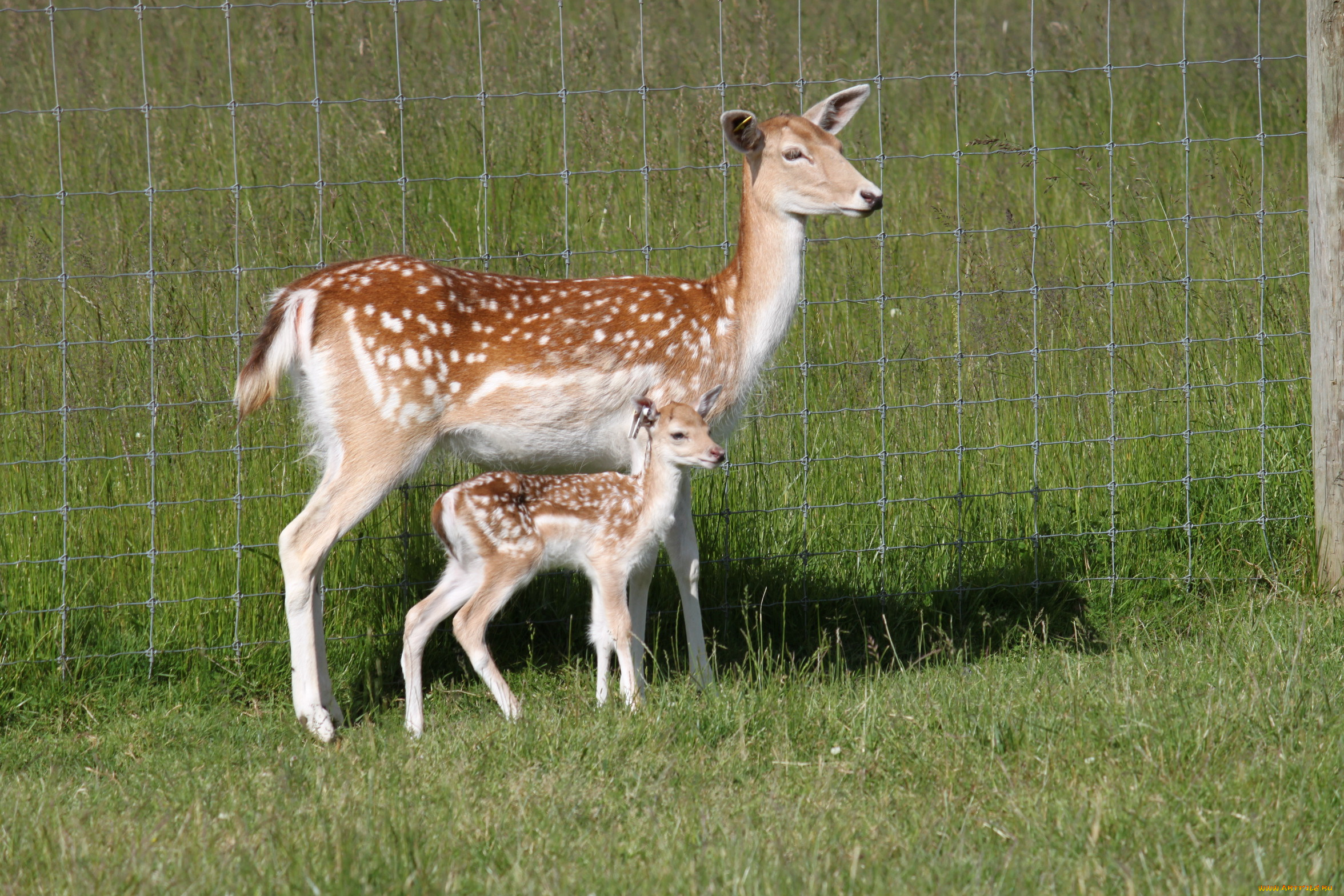 животные, олени, ограда, трава, пятнистые, олененок