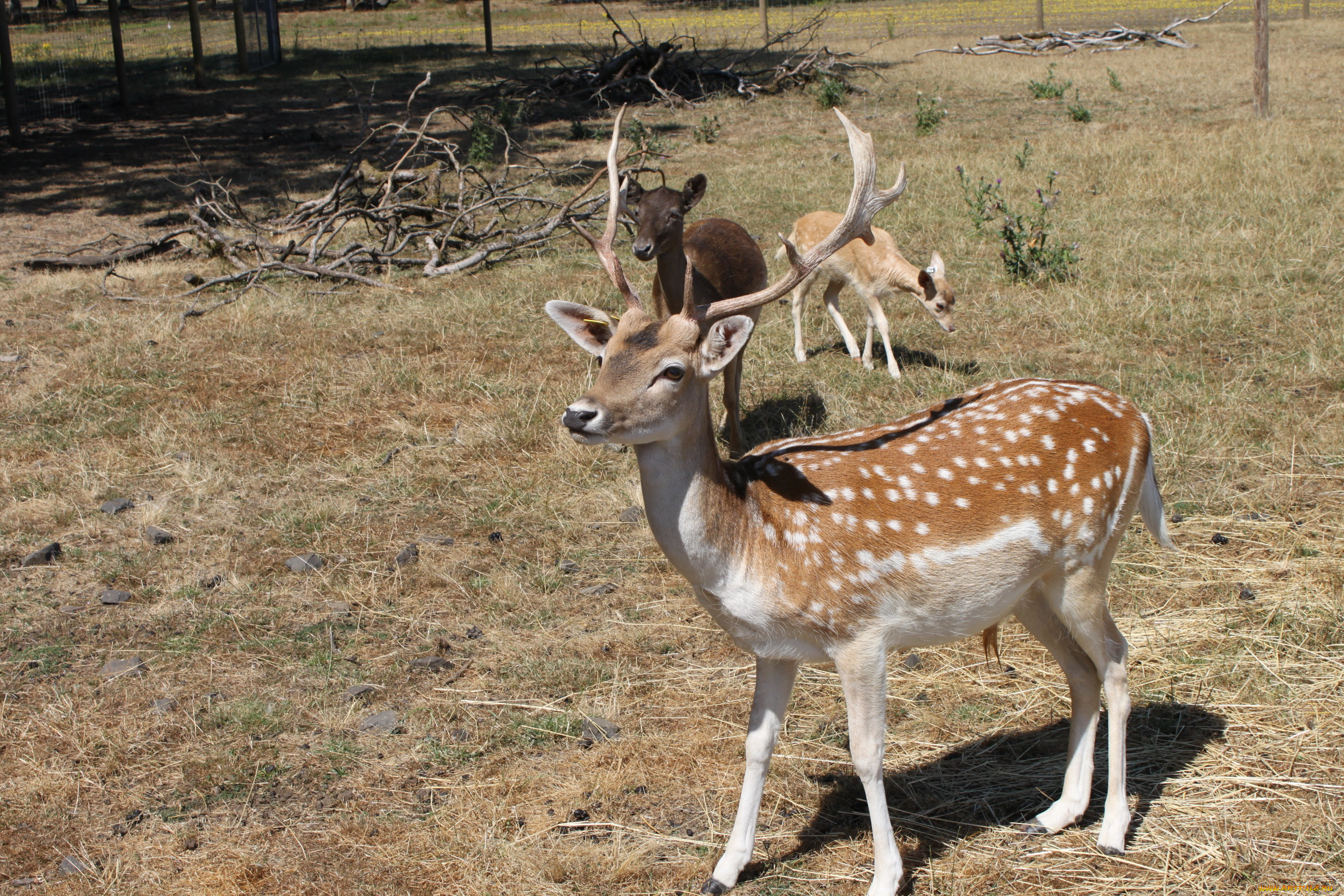 животные, олени, площадка, хворост