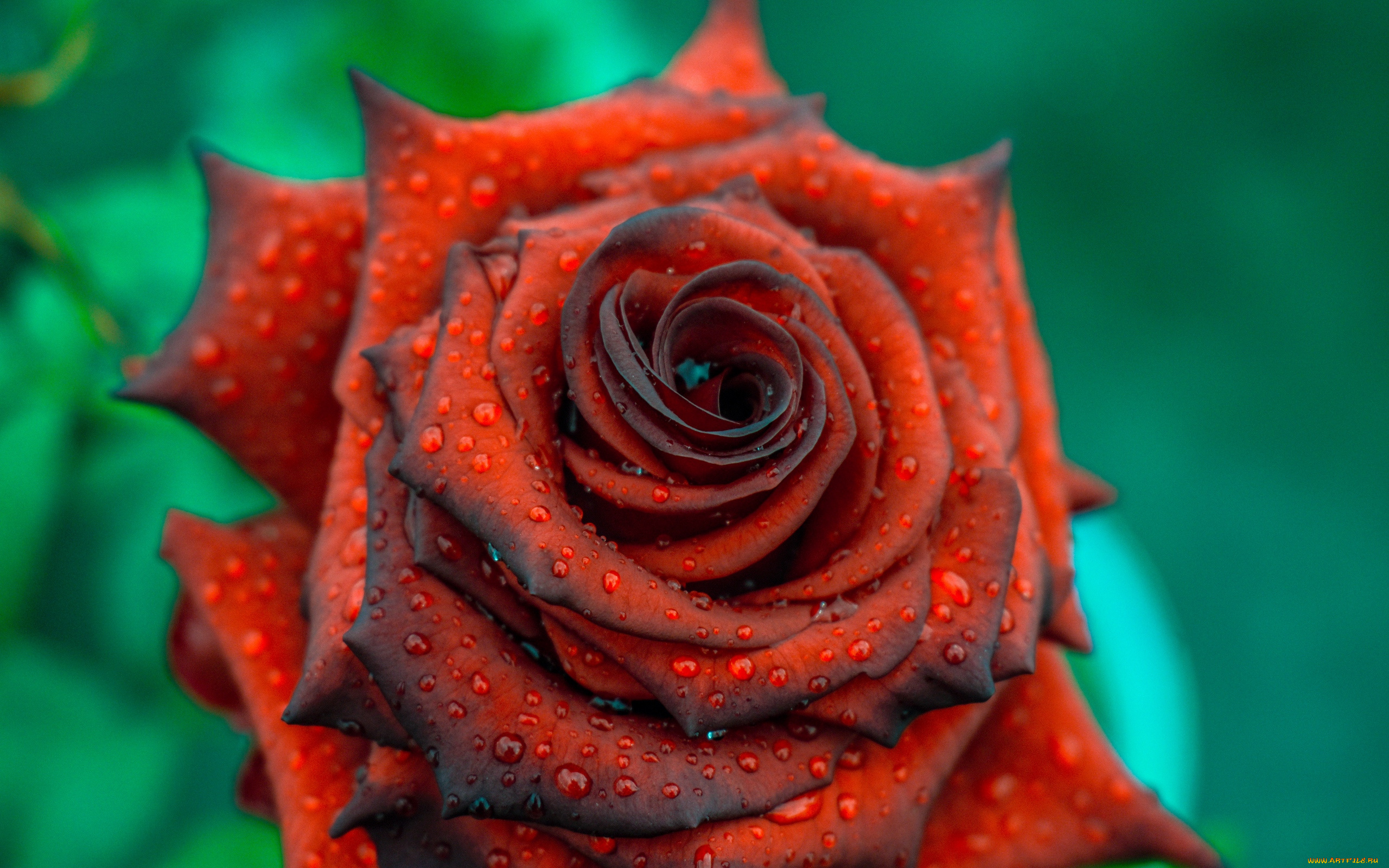цветы, розы, макро, капли