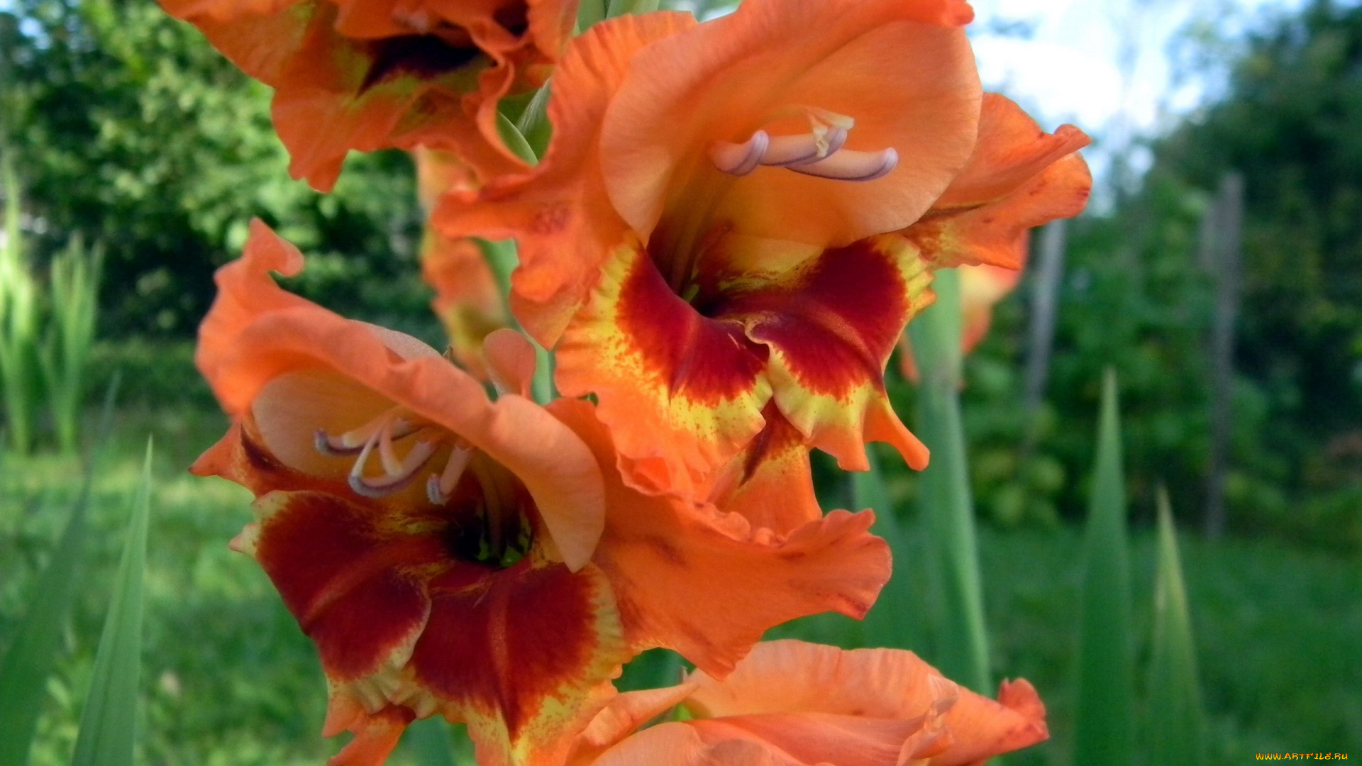 цветы, гладиолусы, персиковый, гладиолус