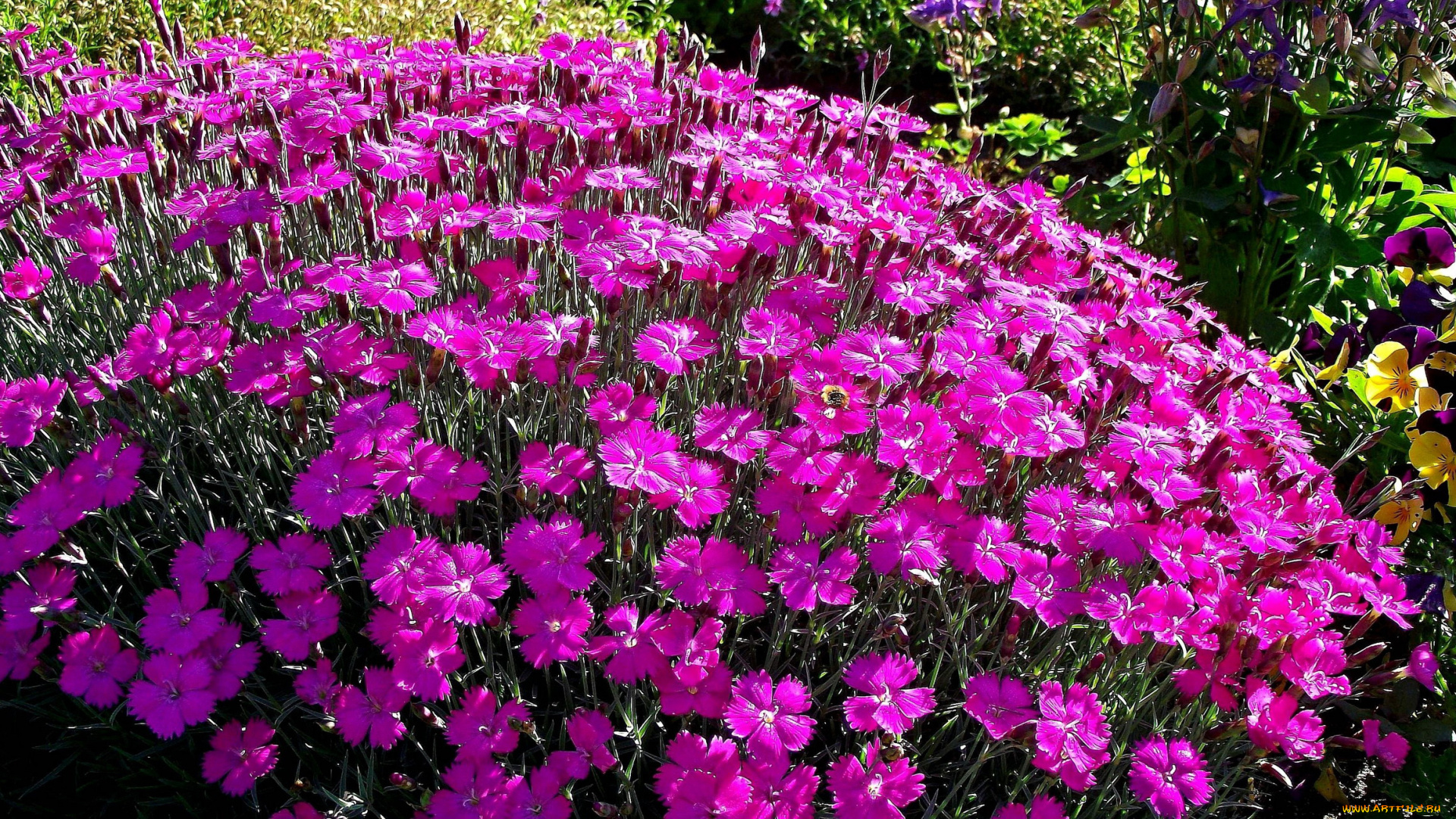 цветы, гвоздики, розовая, гвоздика, много