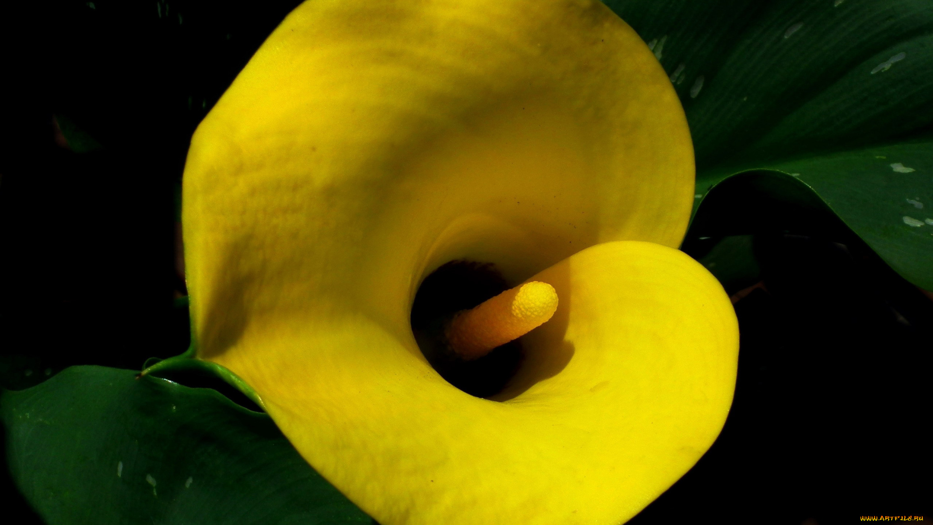 цветы, каллы, желтая, калла, макро