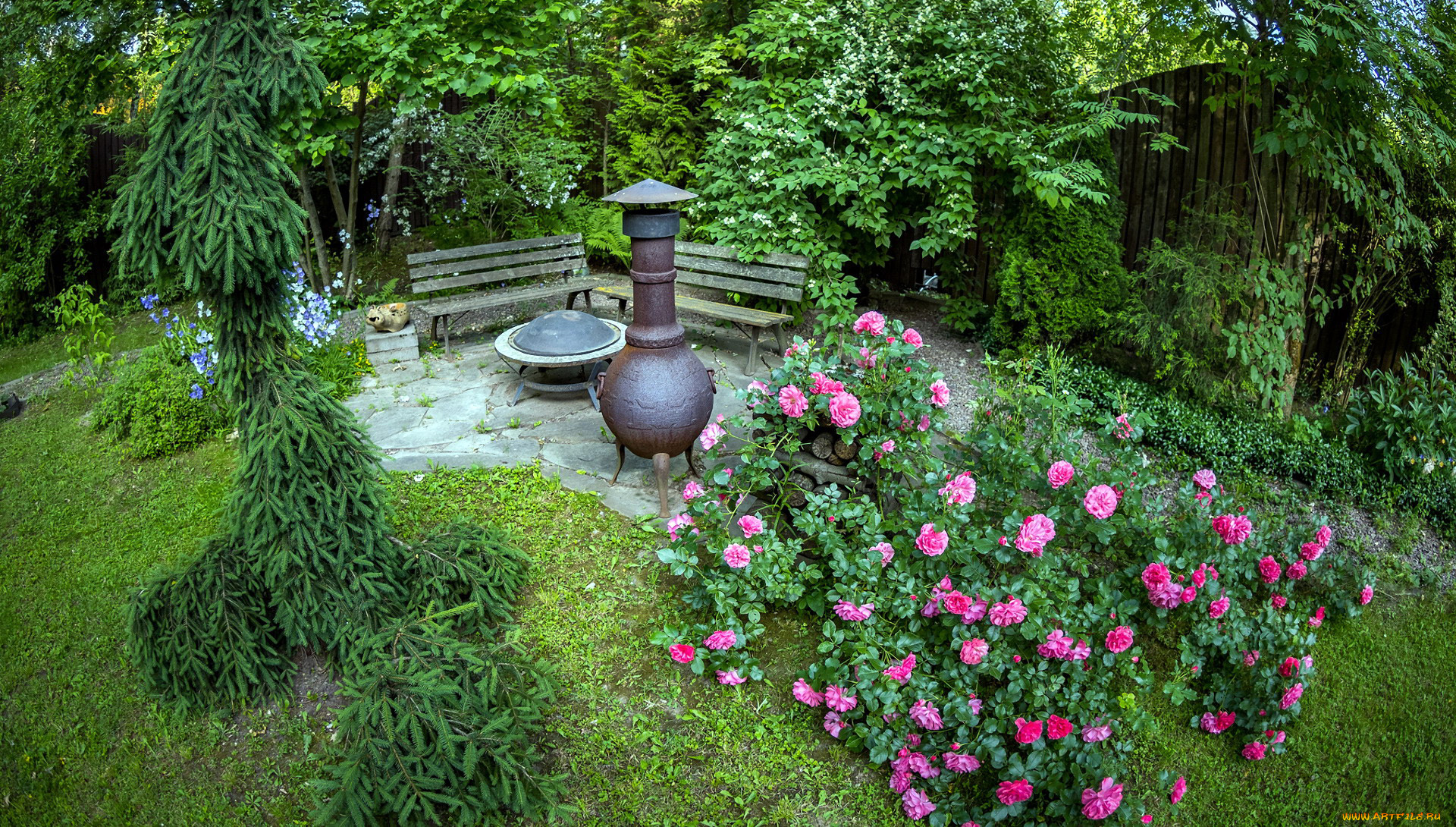 природа, парк, розовый, куст