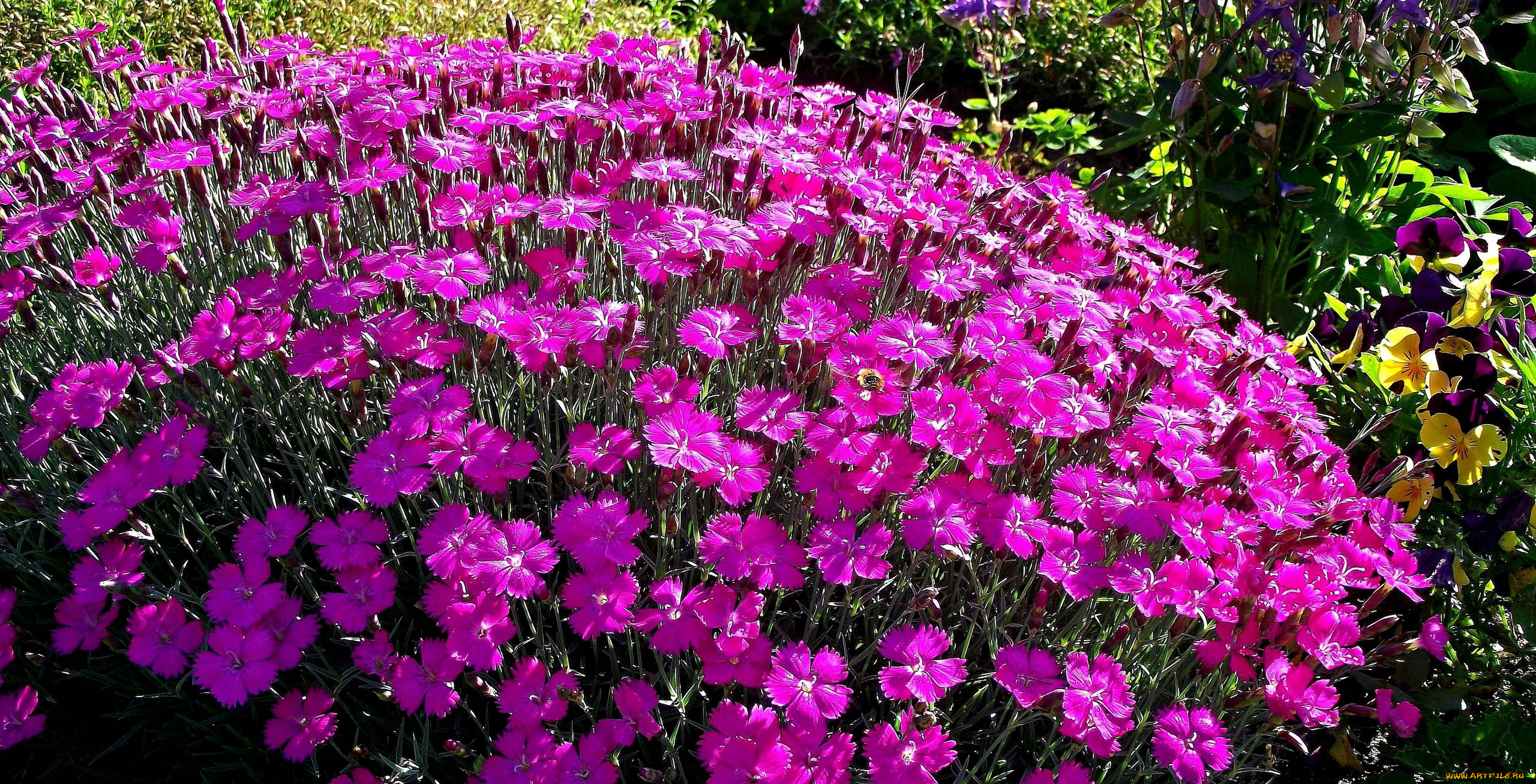 цветы, гвоздики, розовая, гвоздика, много