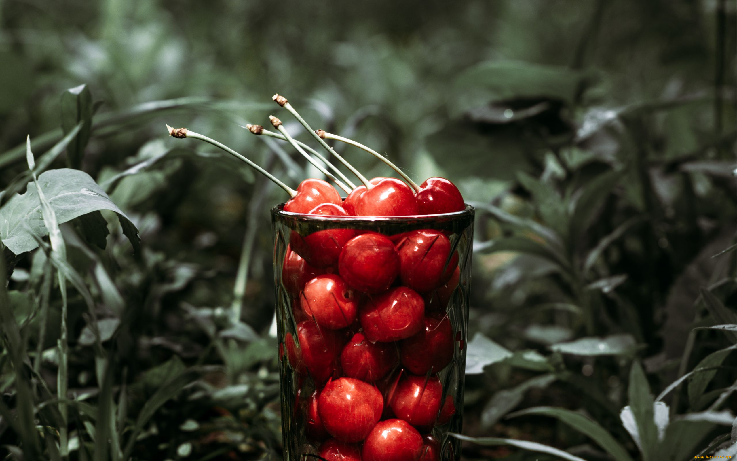 еда, вишня, , черешня, черешня