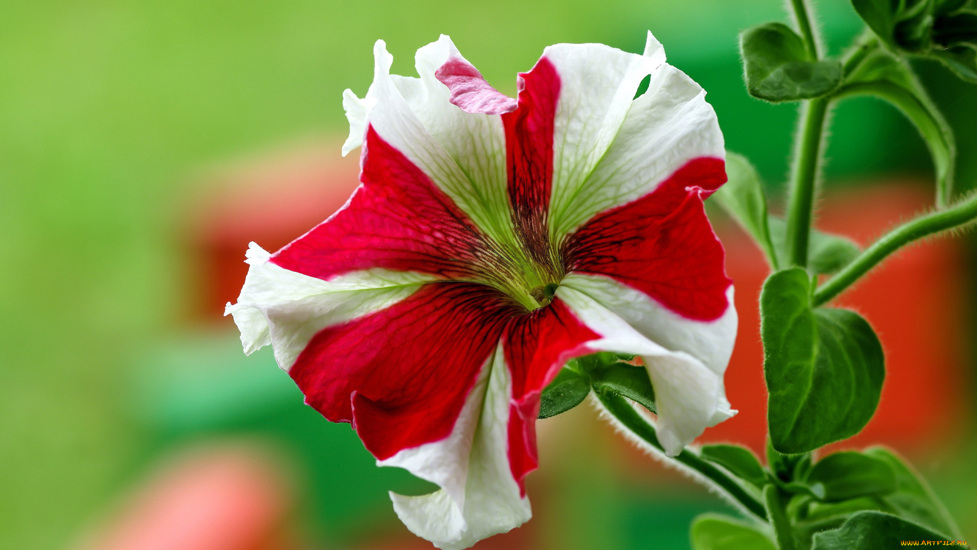 цветы, петунии, , калибрахоа, двухцветная, петуния, макро