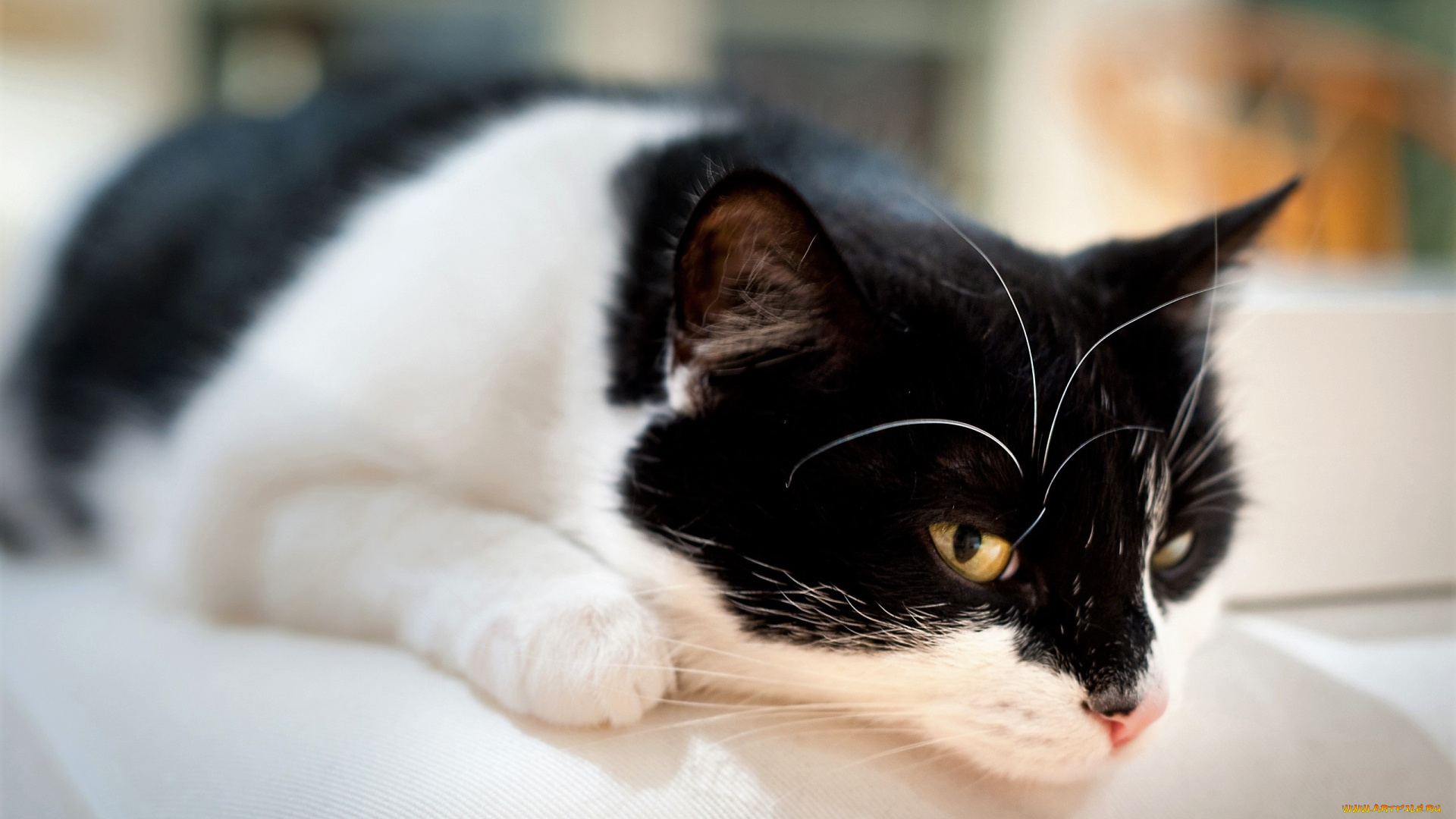 животные, коты, кот, пятнистый