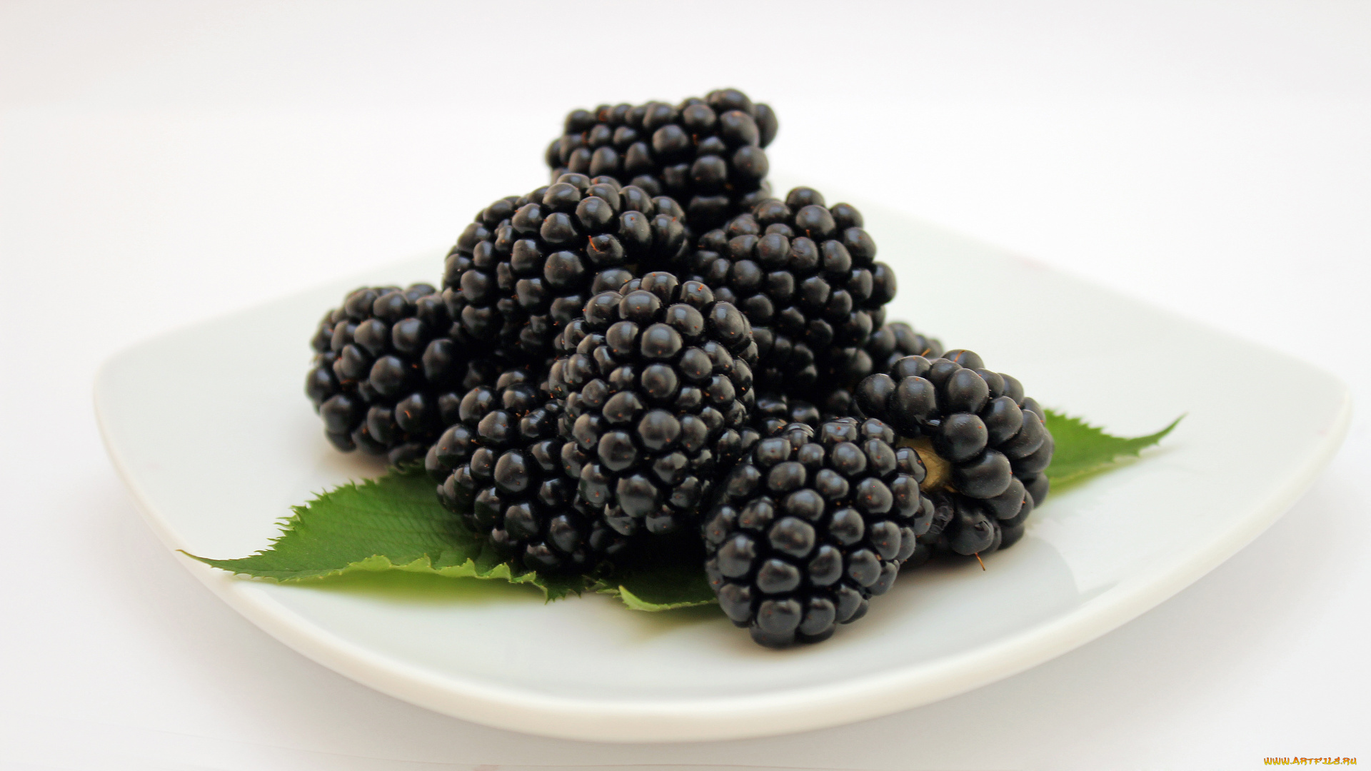 еда, ежевика, макро, ягоды, белый, фон