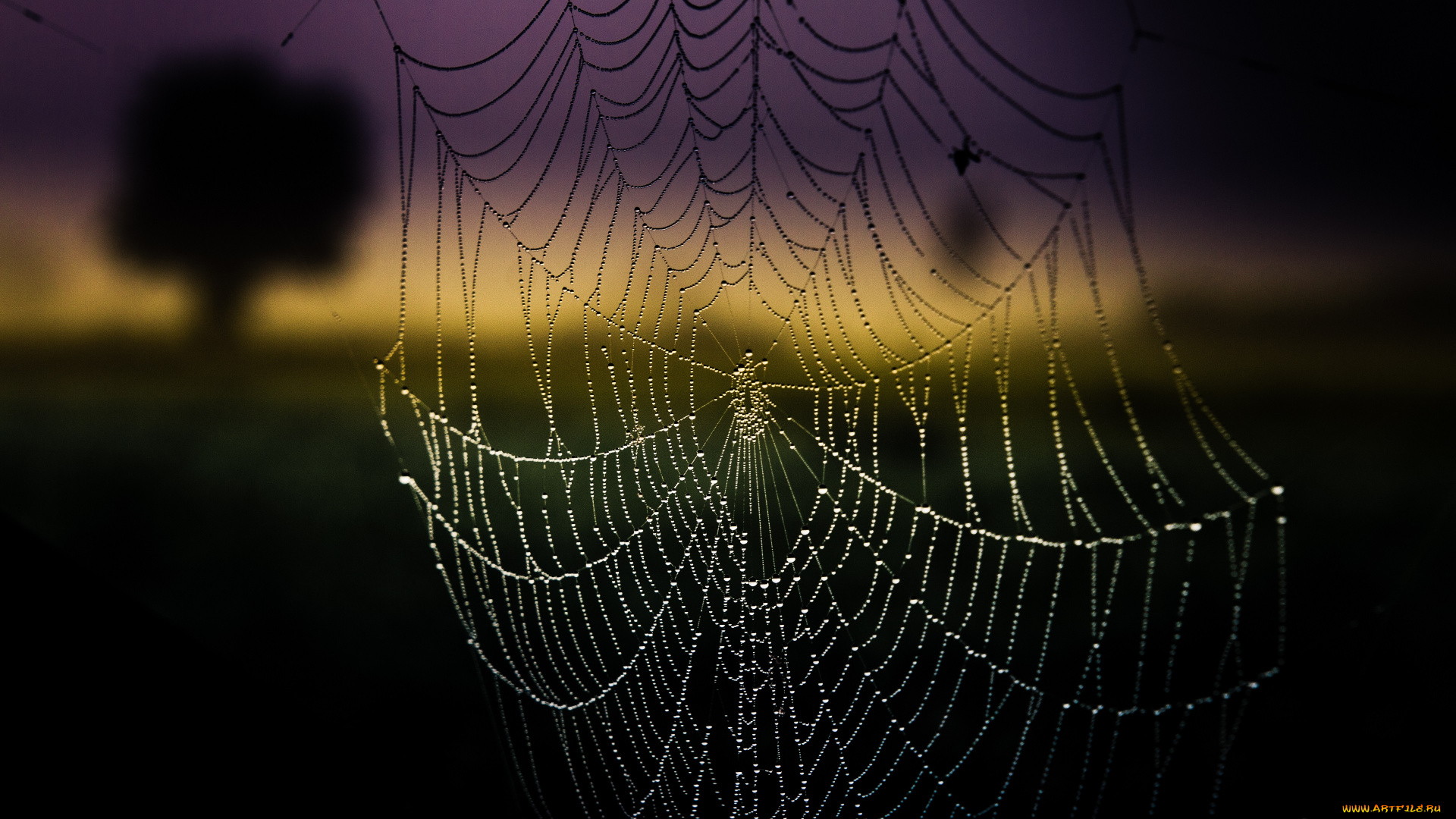 природа, макро, роса, капли, паутина