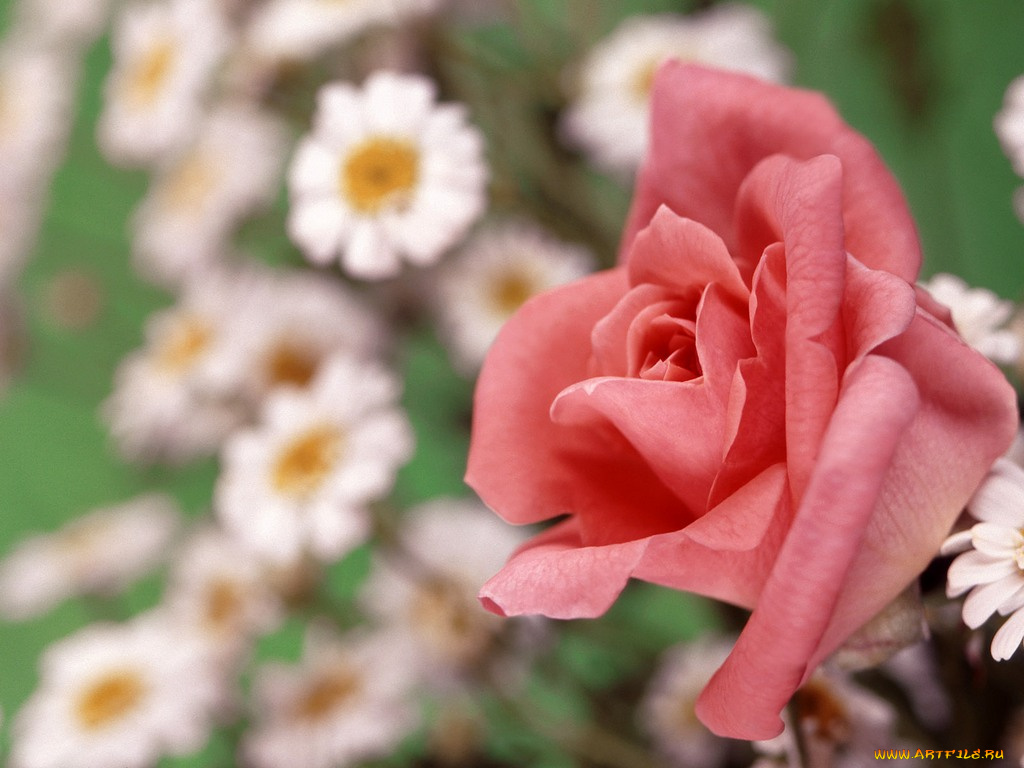 цветы, розы
