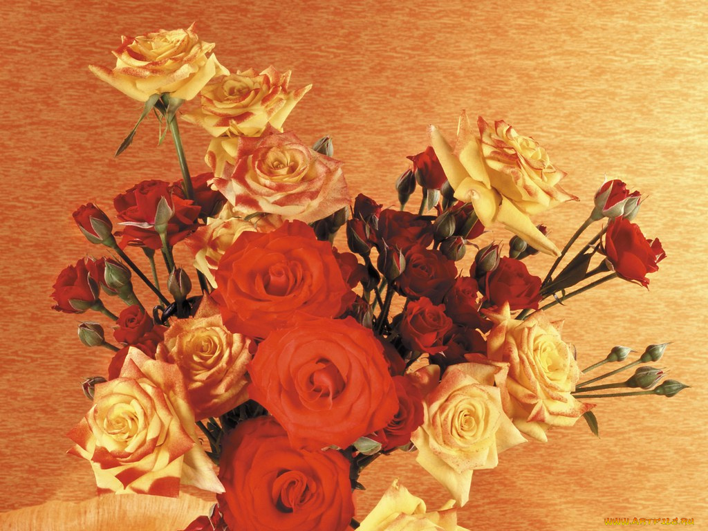 цветы, розы