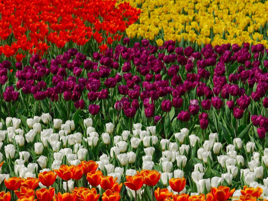 цветы, тюльпаны