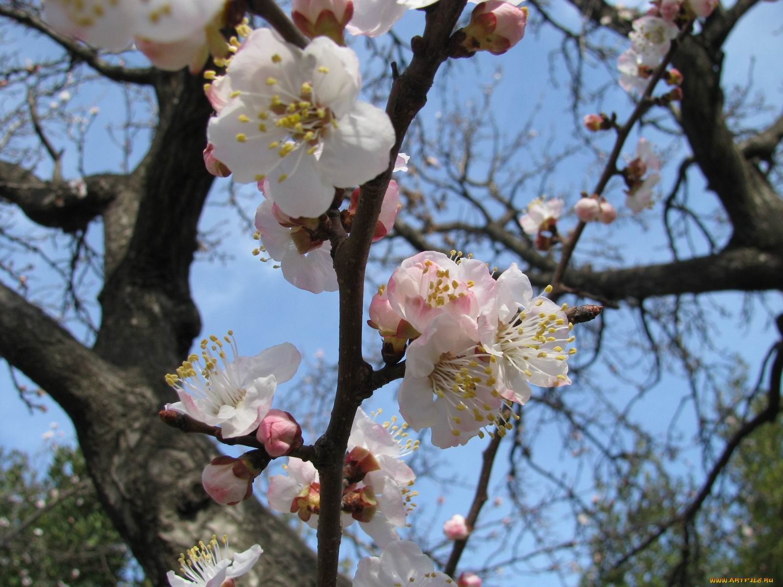 цветы, цветущие, деревья, кустарники