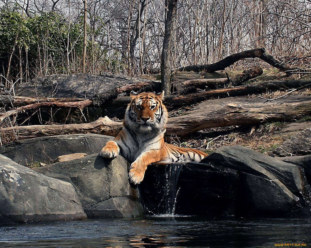животные, тигры