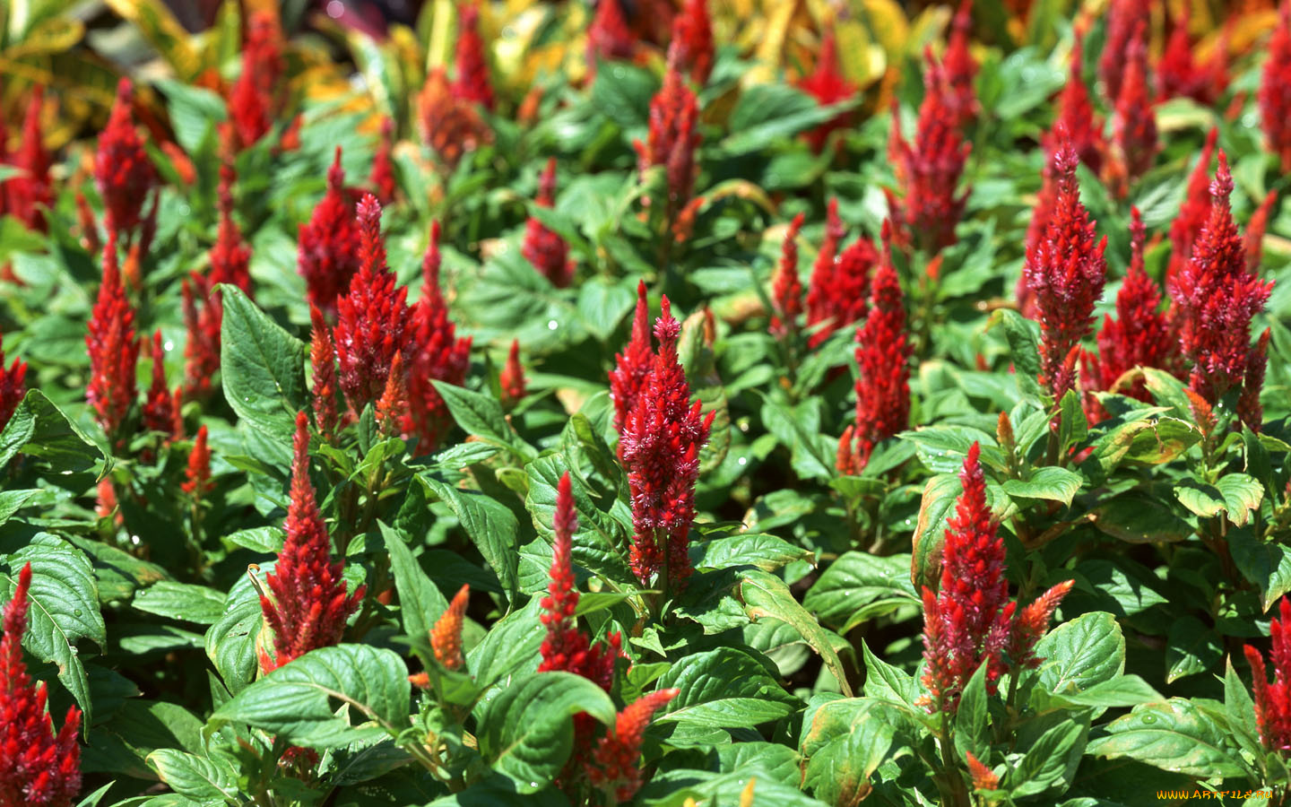 цветы, амаранты