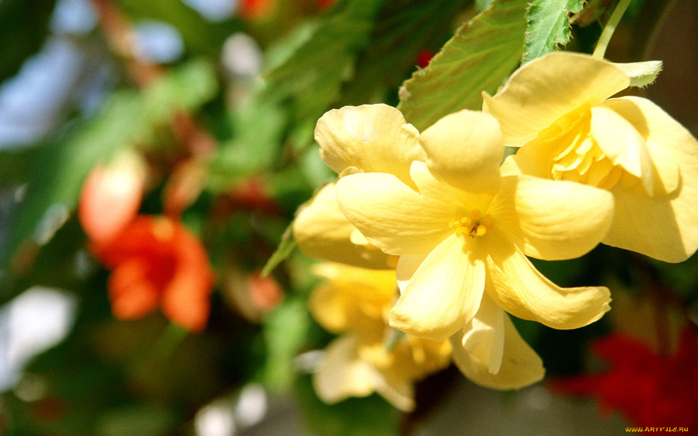 цветы, цветущие, деревья, кустарники