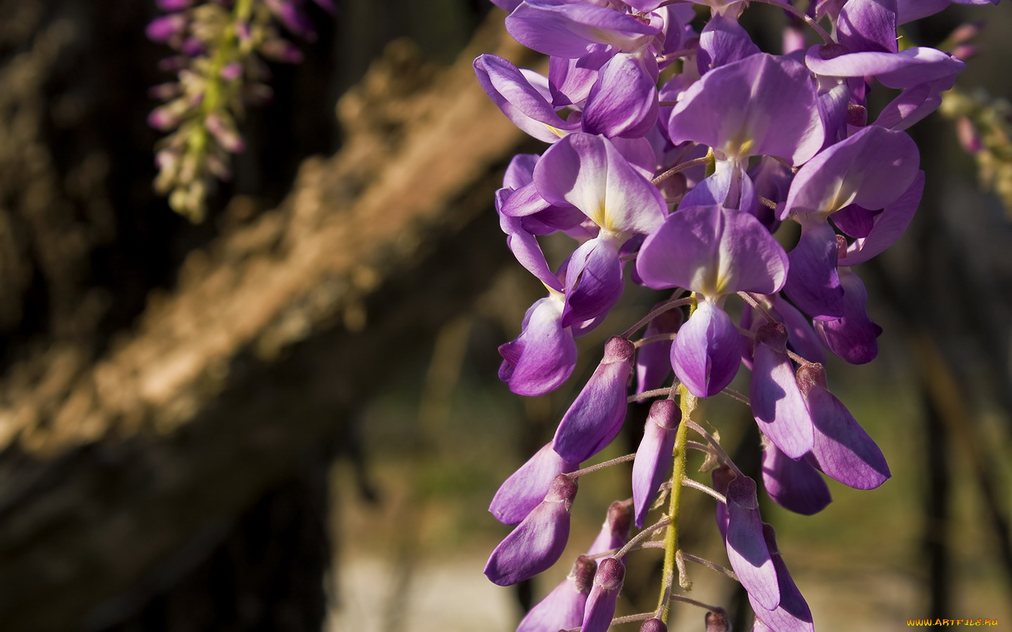 цветы, глициния