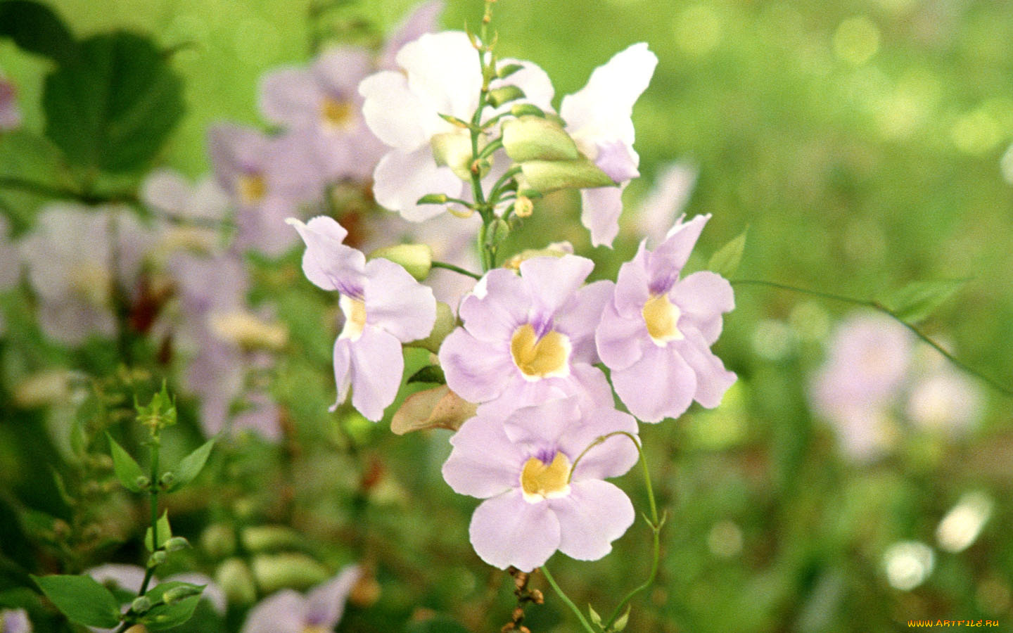 цветы, кампсис, текома