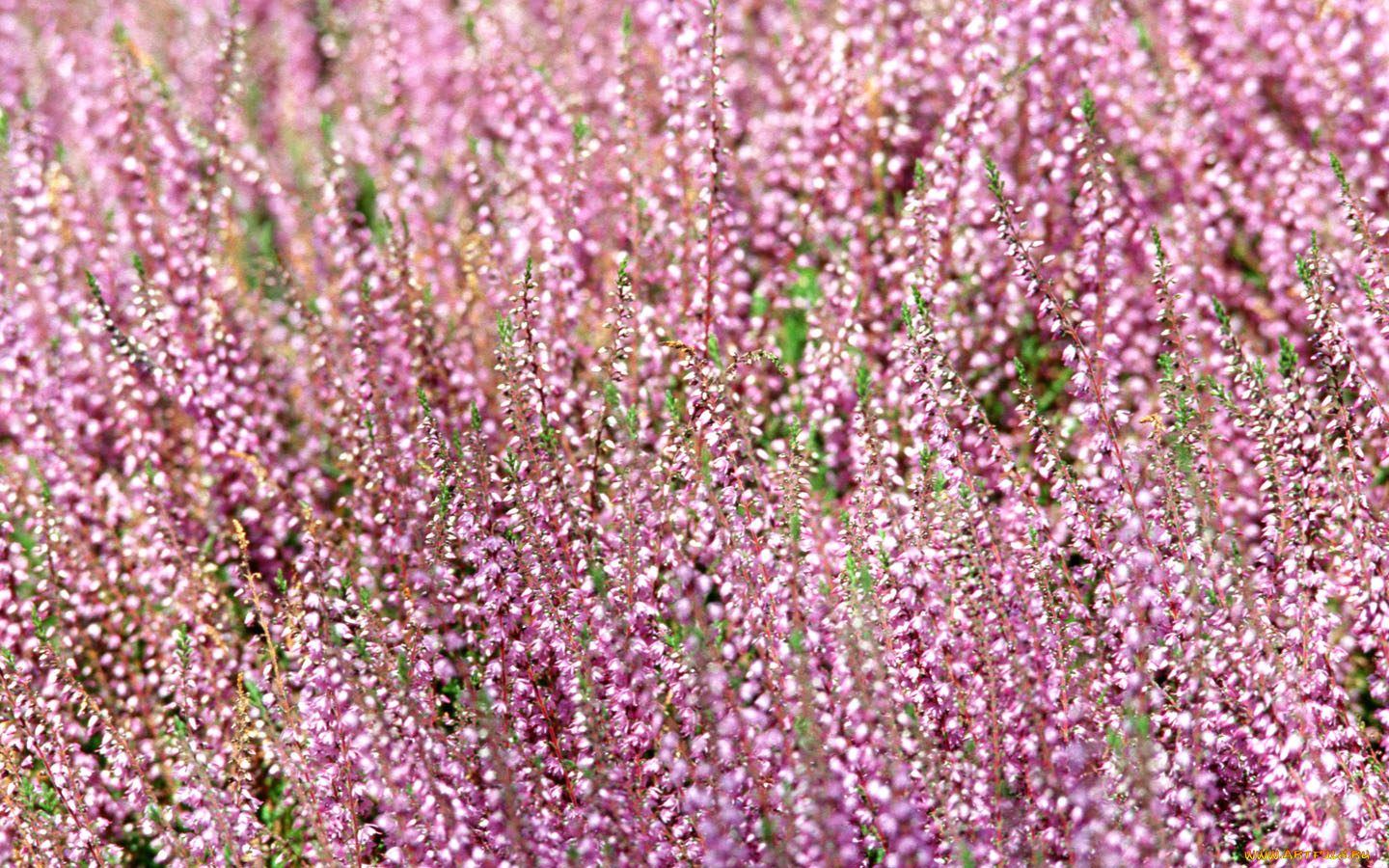 цветы, вереск, эрики