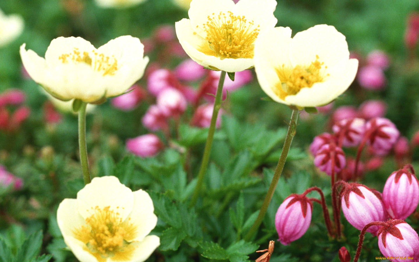 цветы, ветреницы, печёночницы