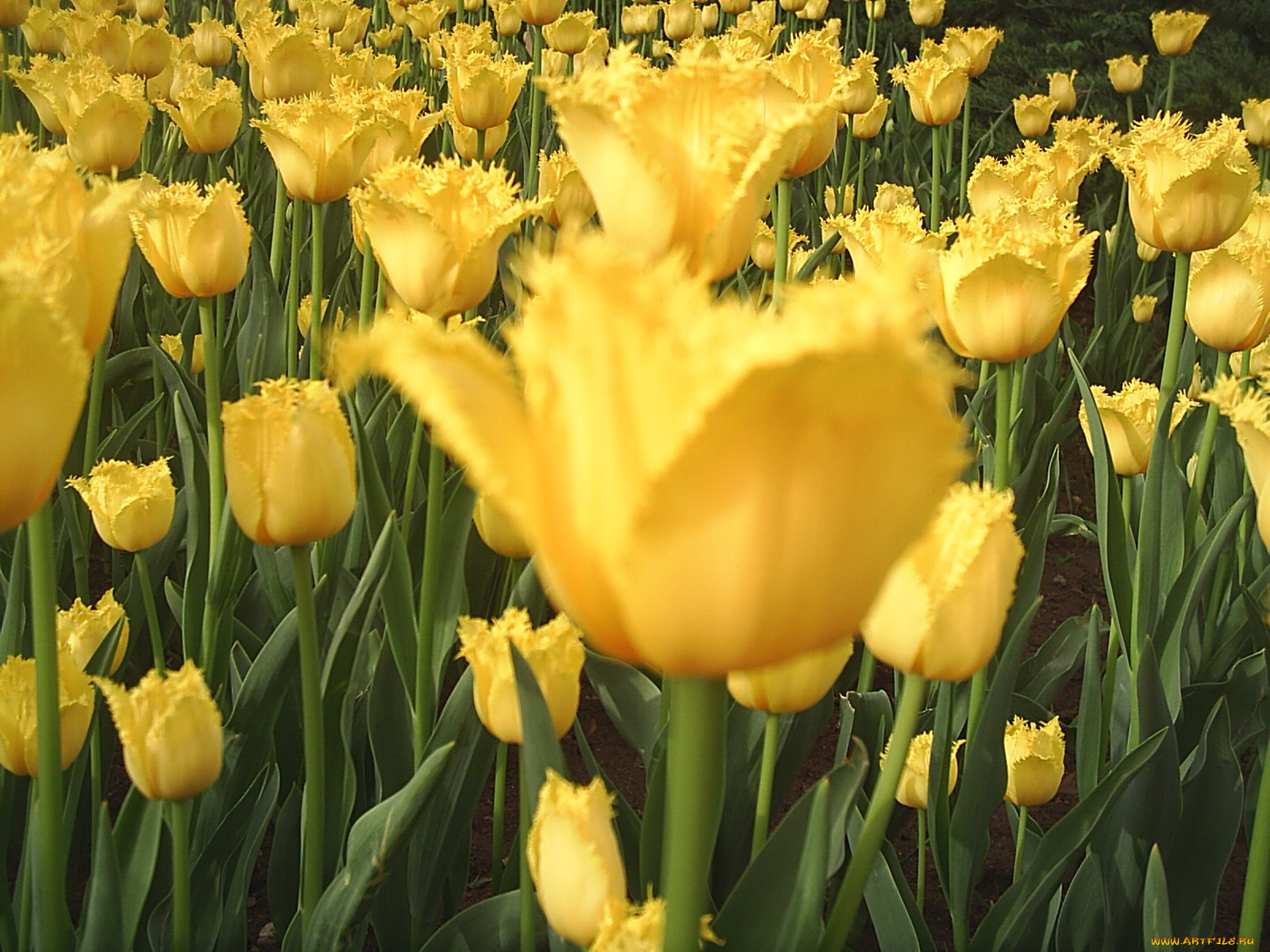 цветы, тюльпаны