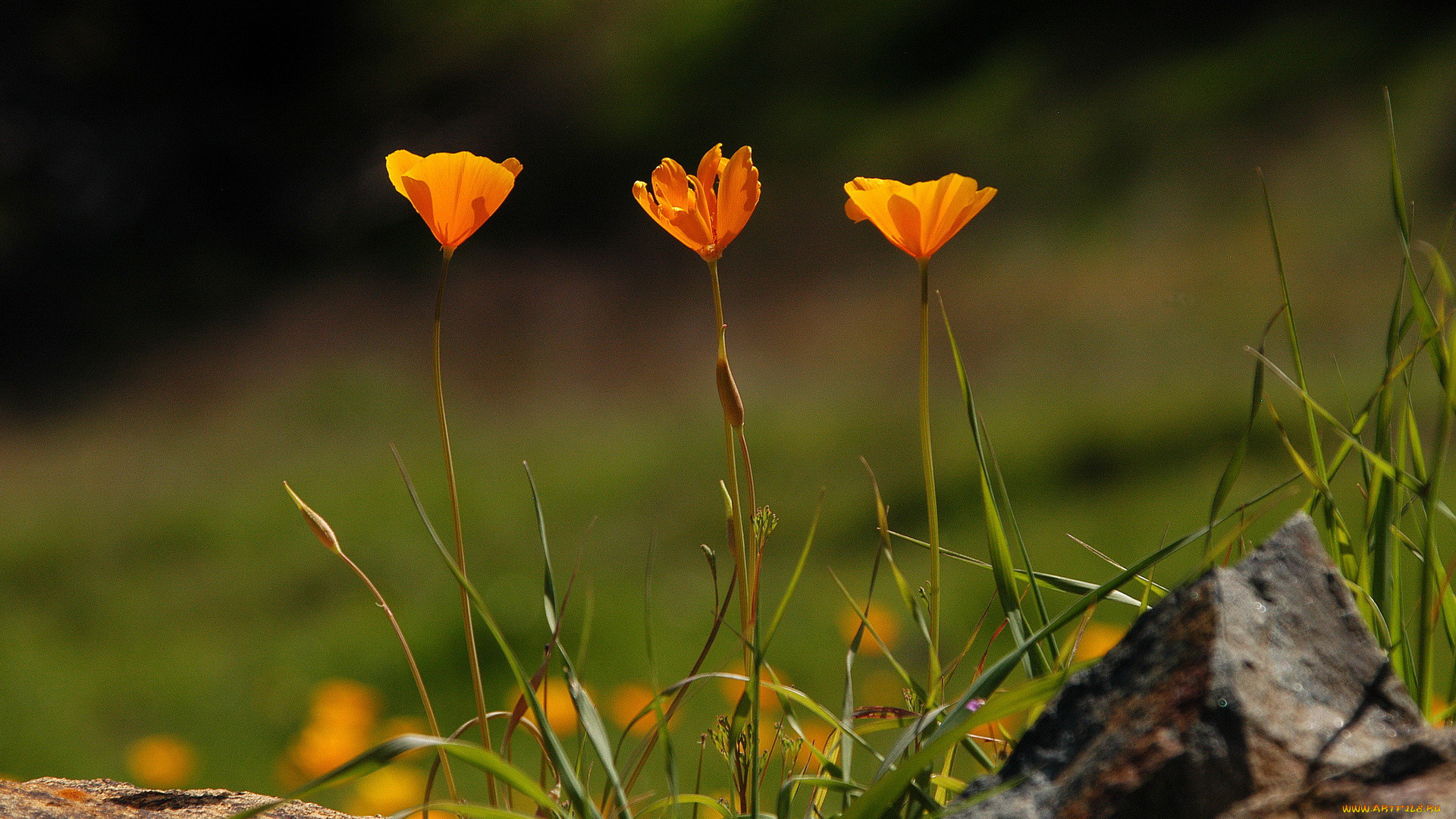 цветы, эшшольция