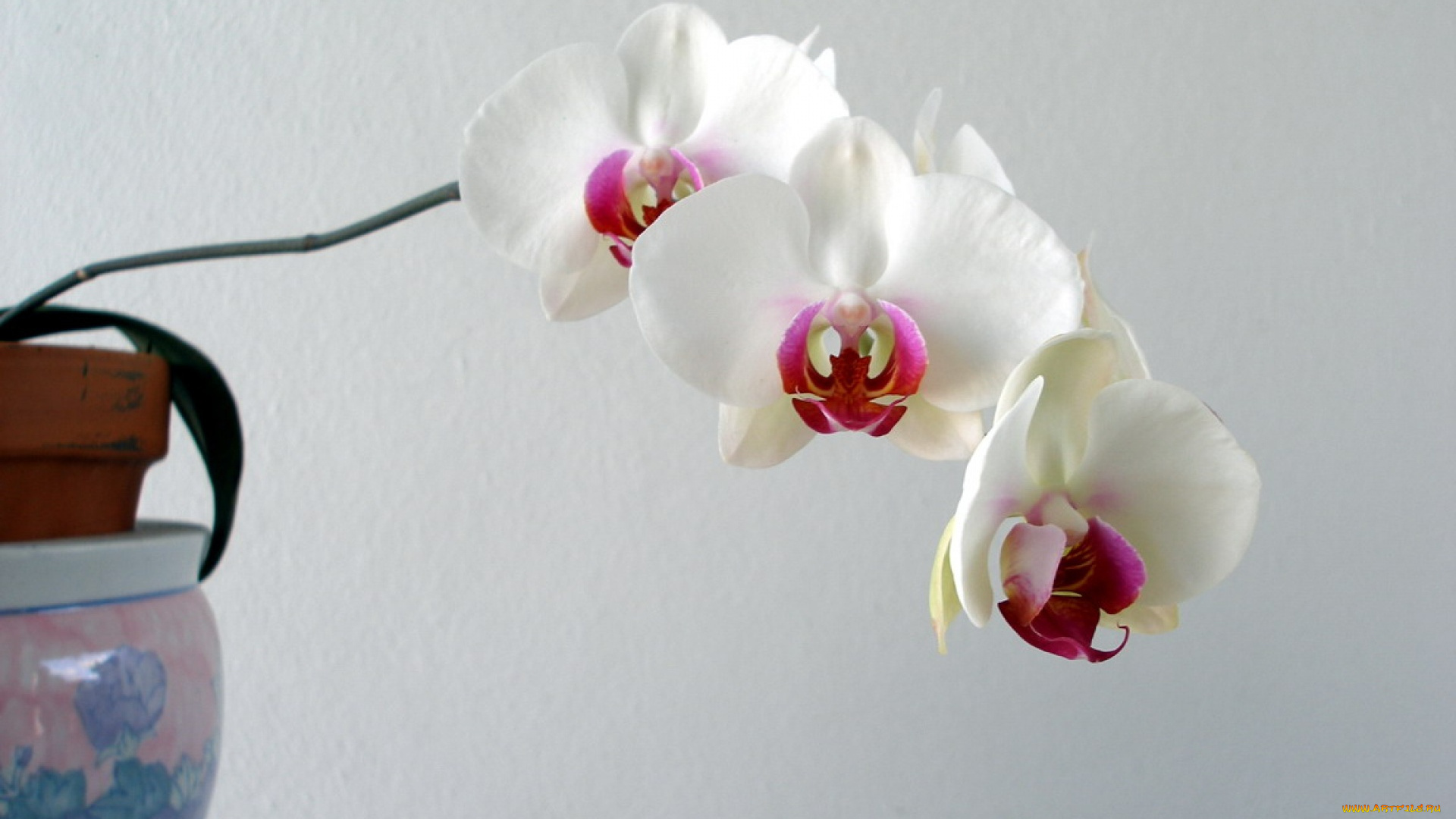 цветы, орхидеи