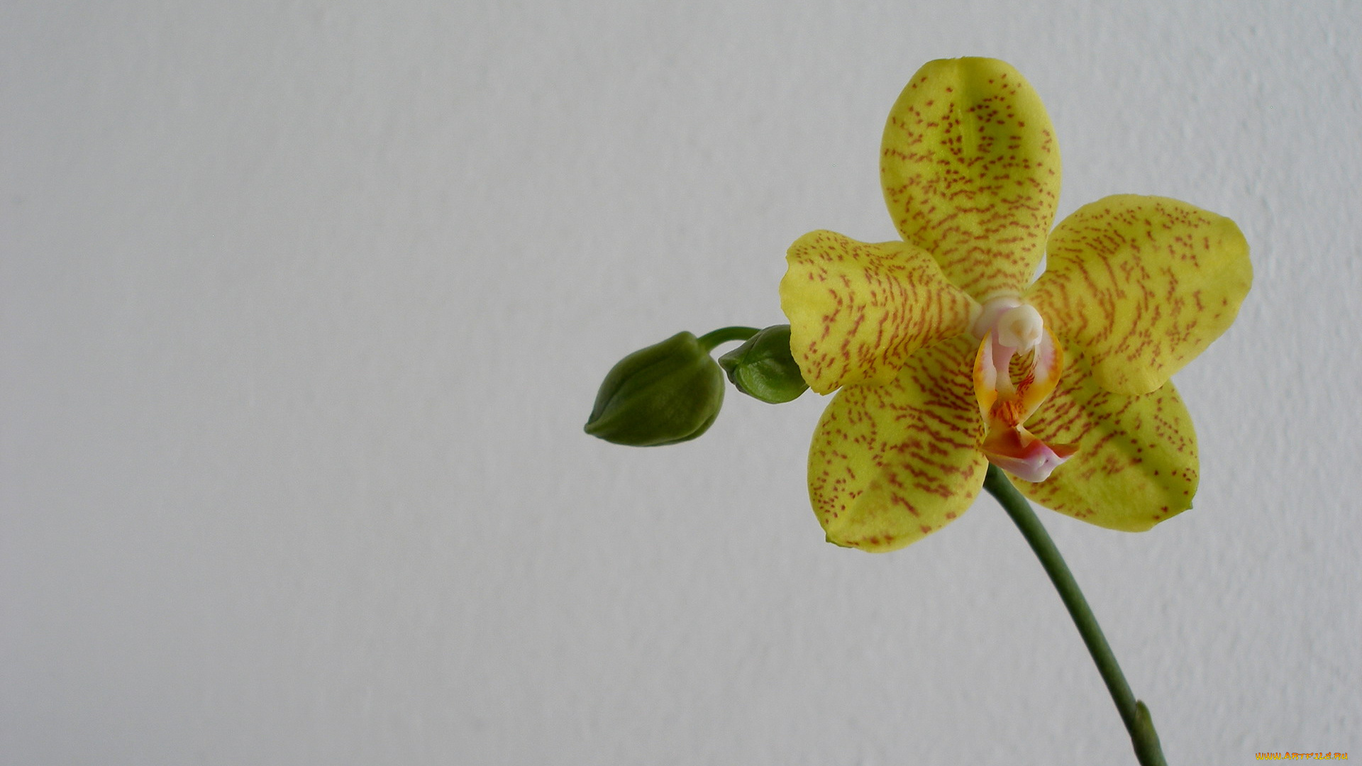 цветы, орхидеи