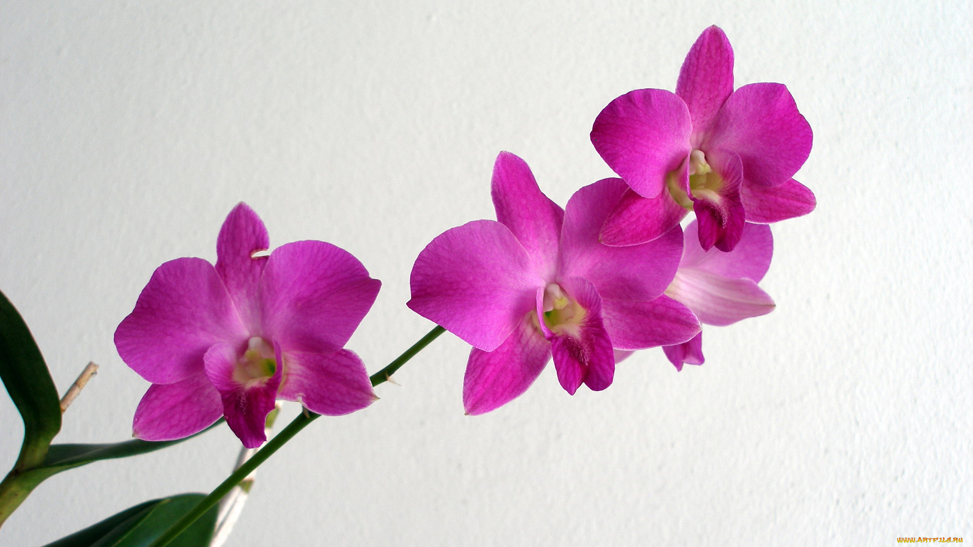 цветы, орхидеи